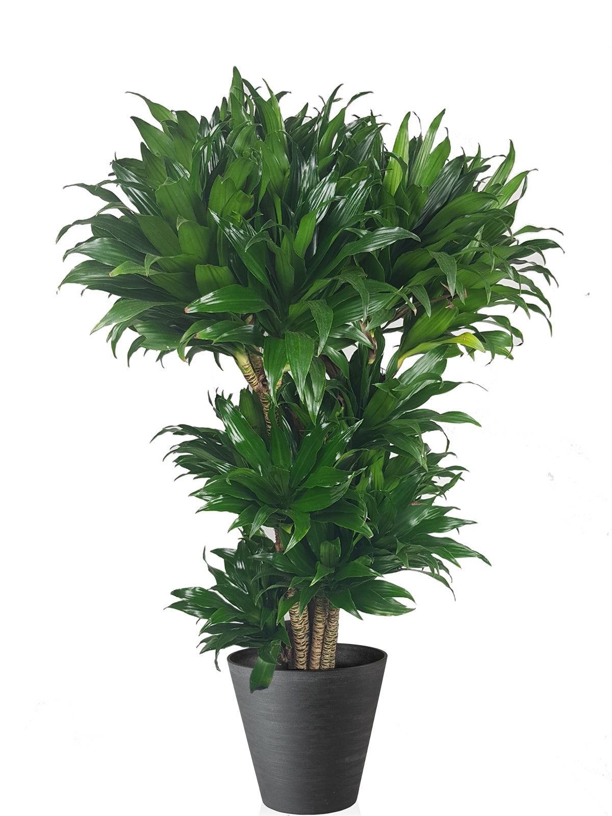 Albero della Felicità extra