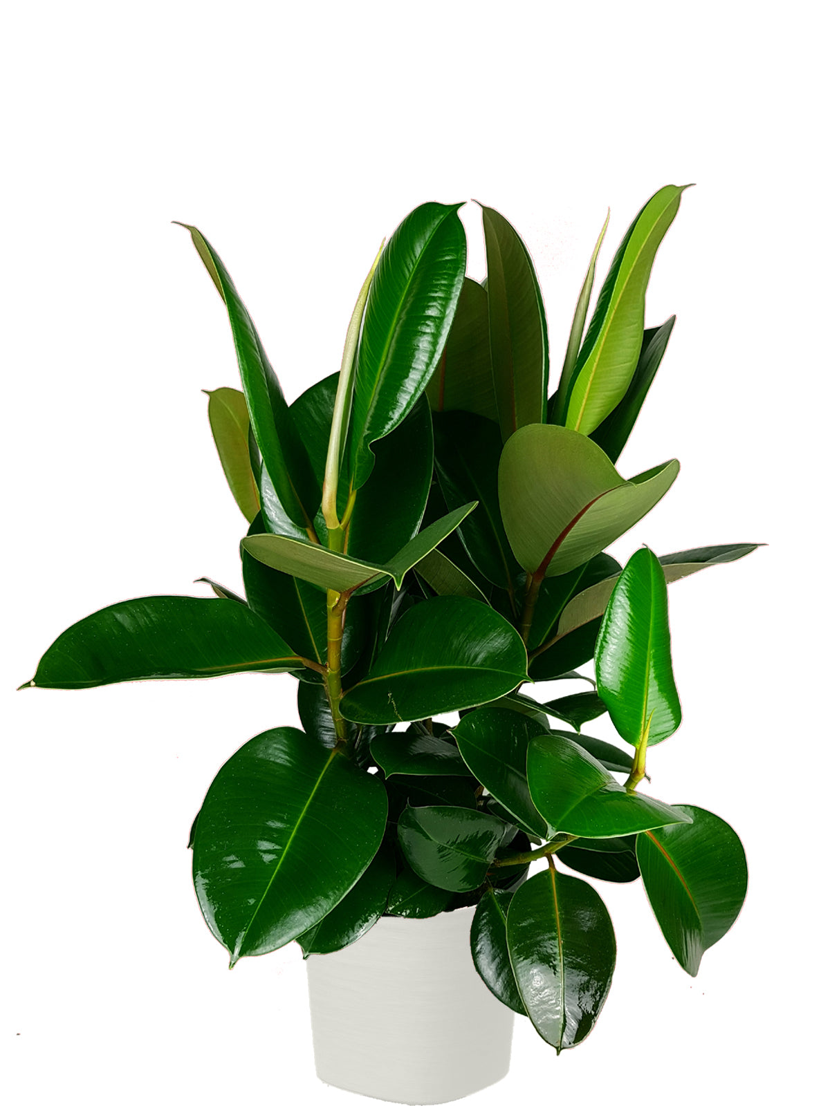 Ficus della Gomma extra