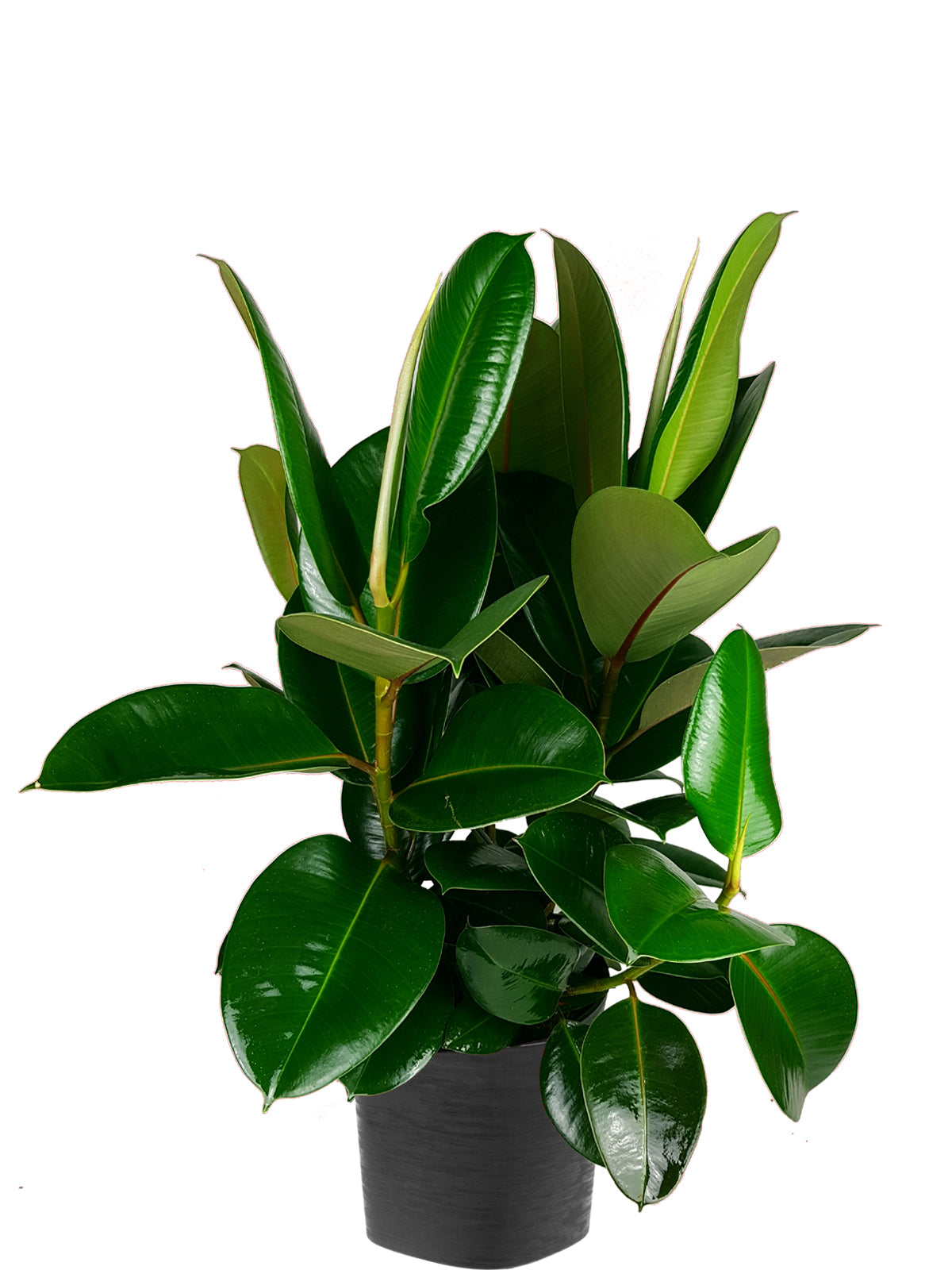 Ficus della Gomma extra