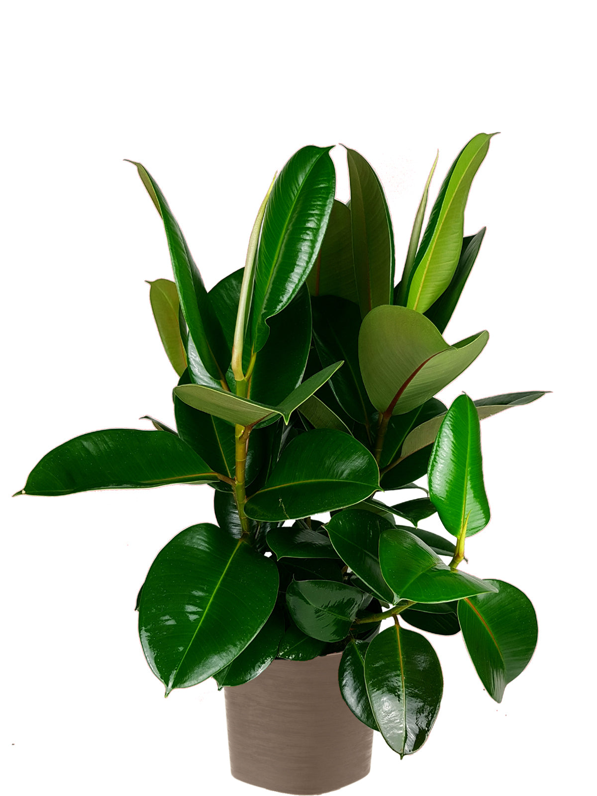 Ficus della Gomma extra