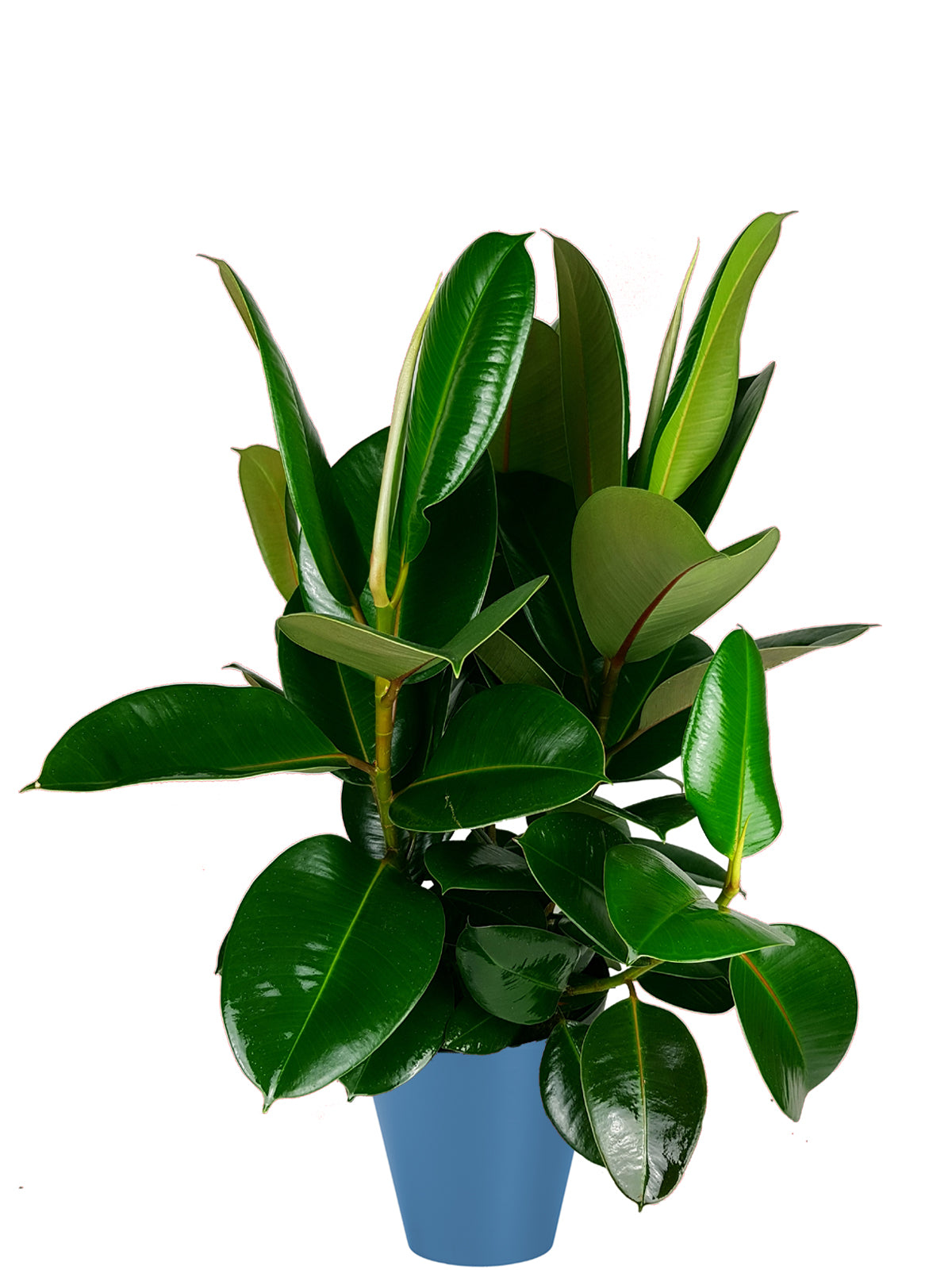 Ficus della Gomma extra