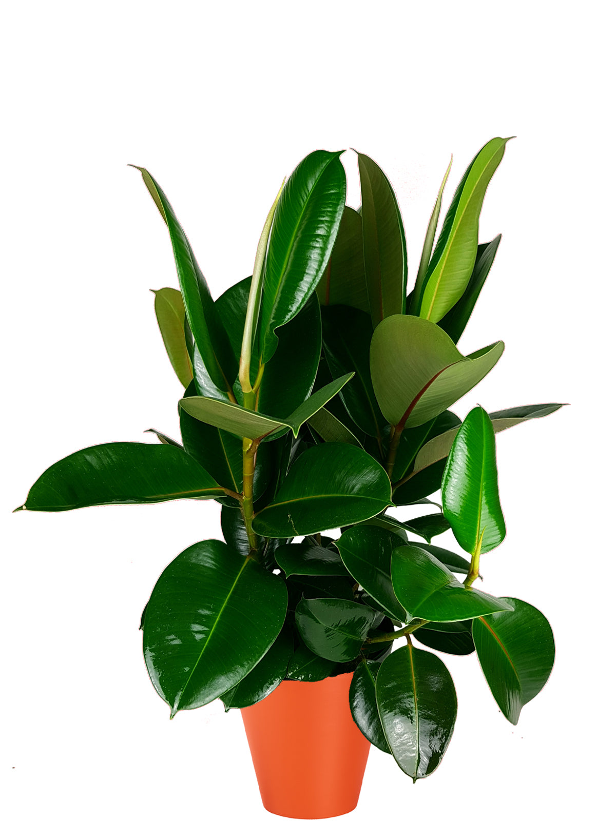 Ficus della Gomma extra