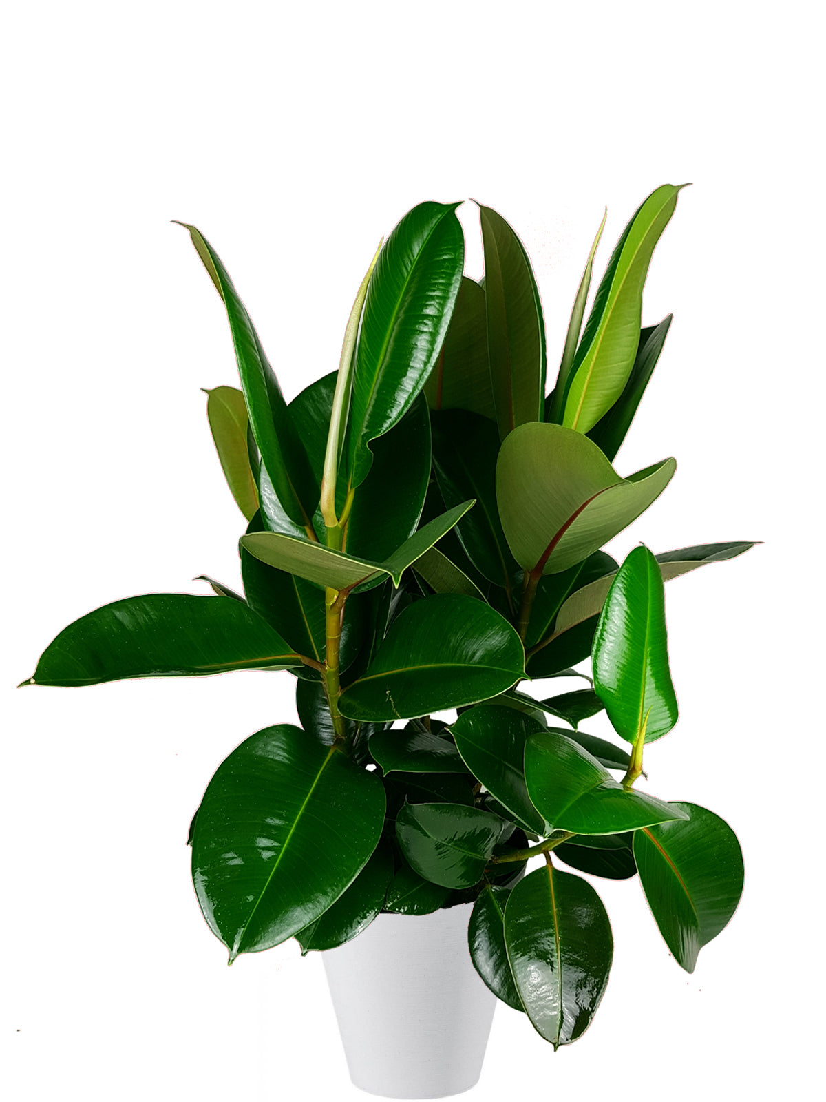 Ficus della Gomma extra