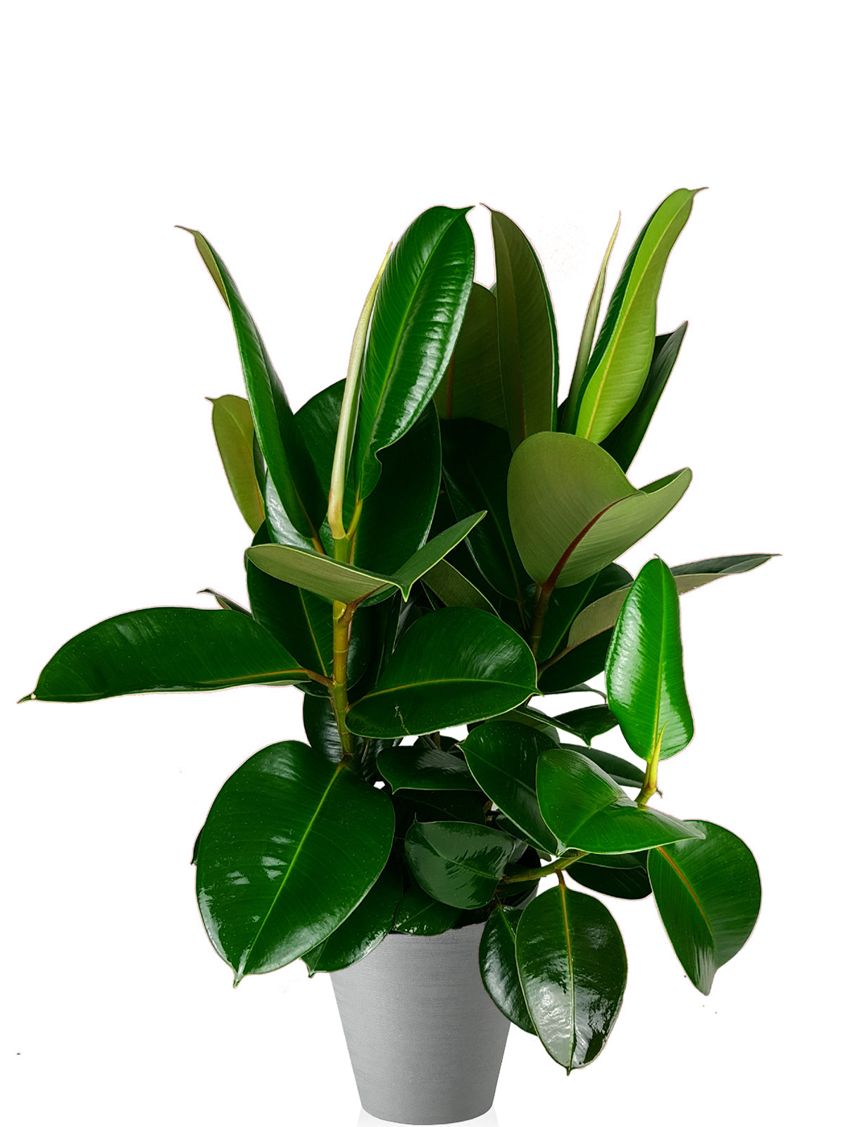 Ficus della Gomma extra