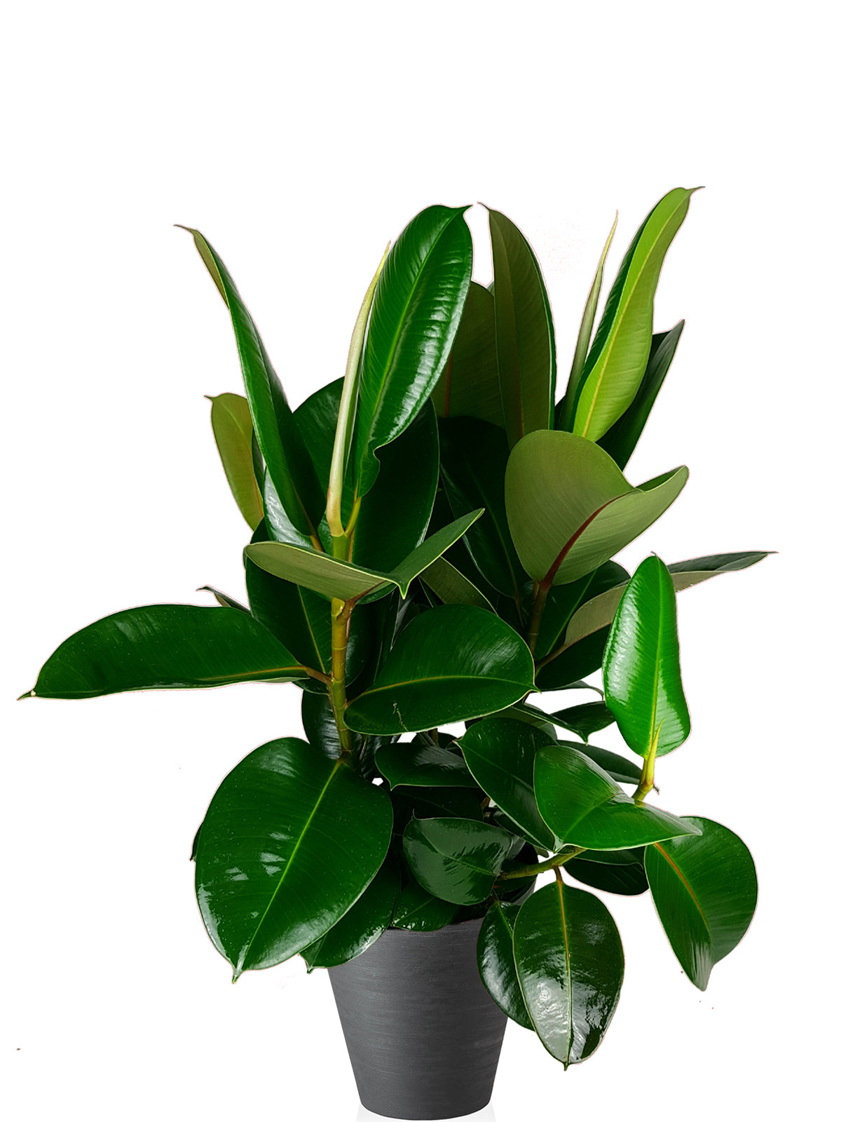 Ficus della Gomma extra