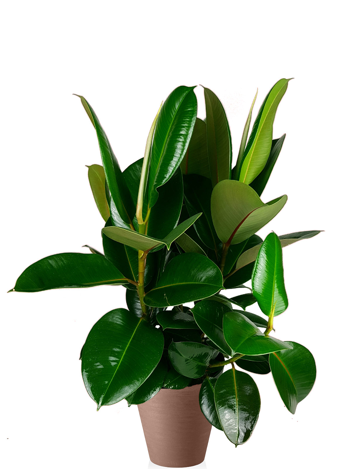 Ficus della Gomma extra