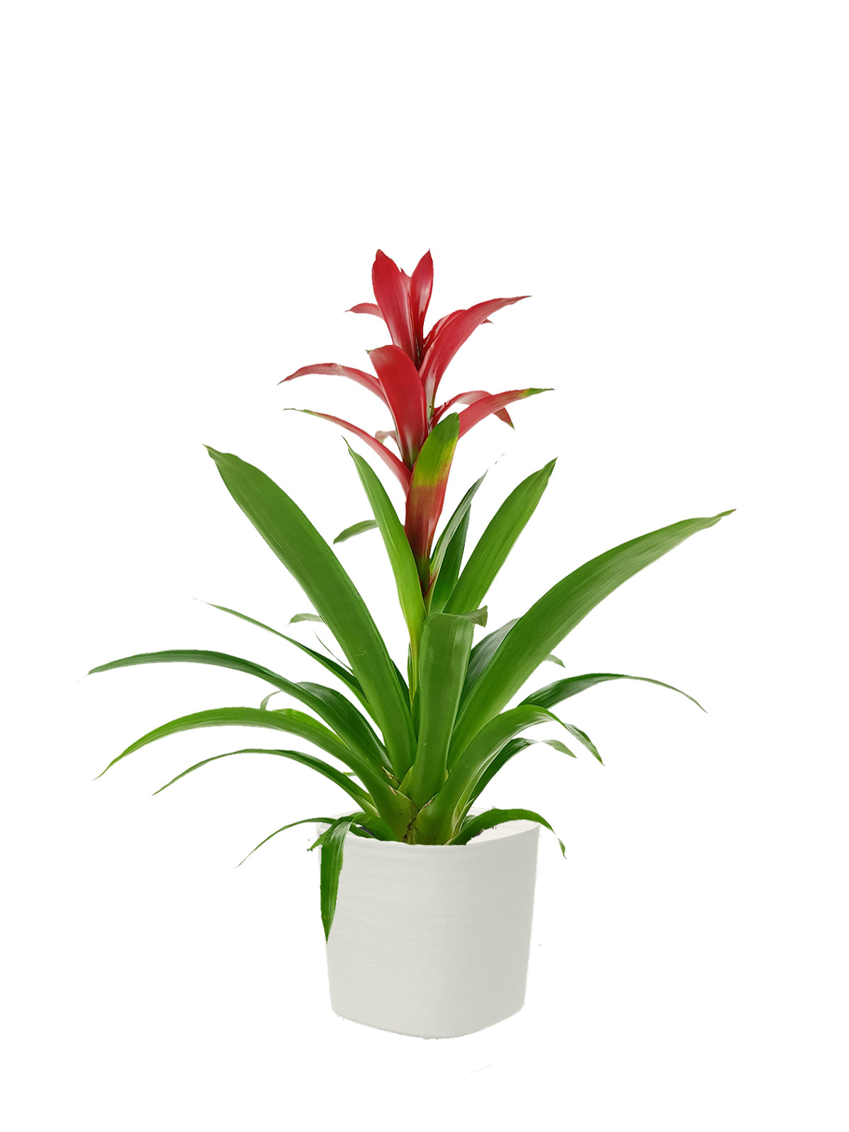 Guzmania grande