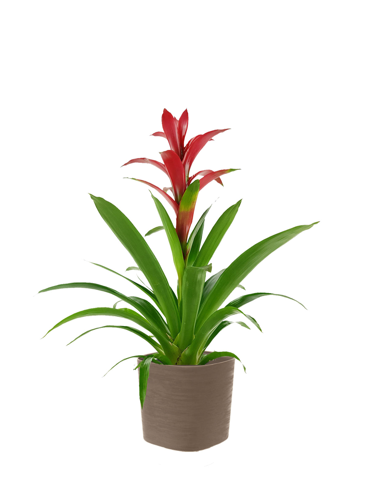 Guzmania grande