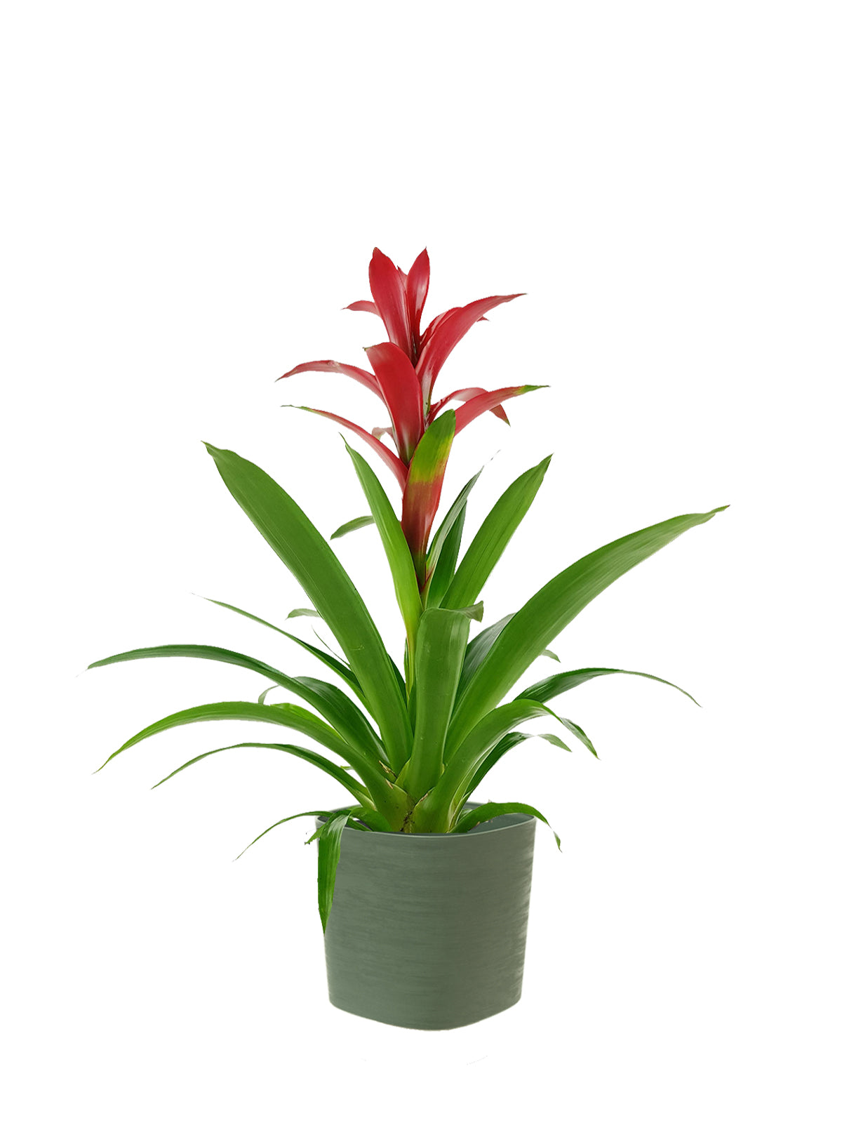 Guzmania grande