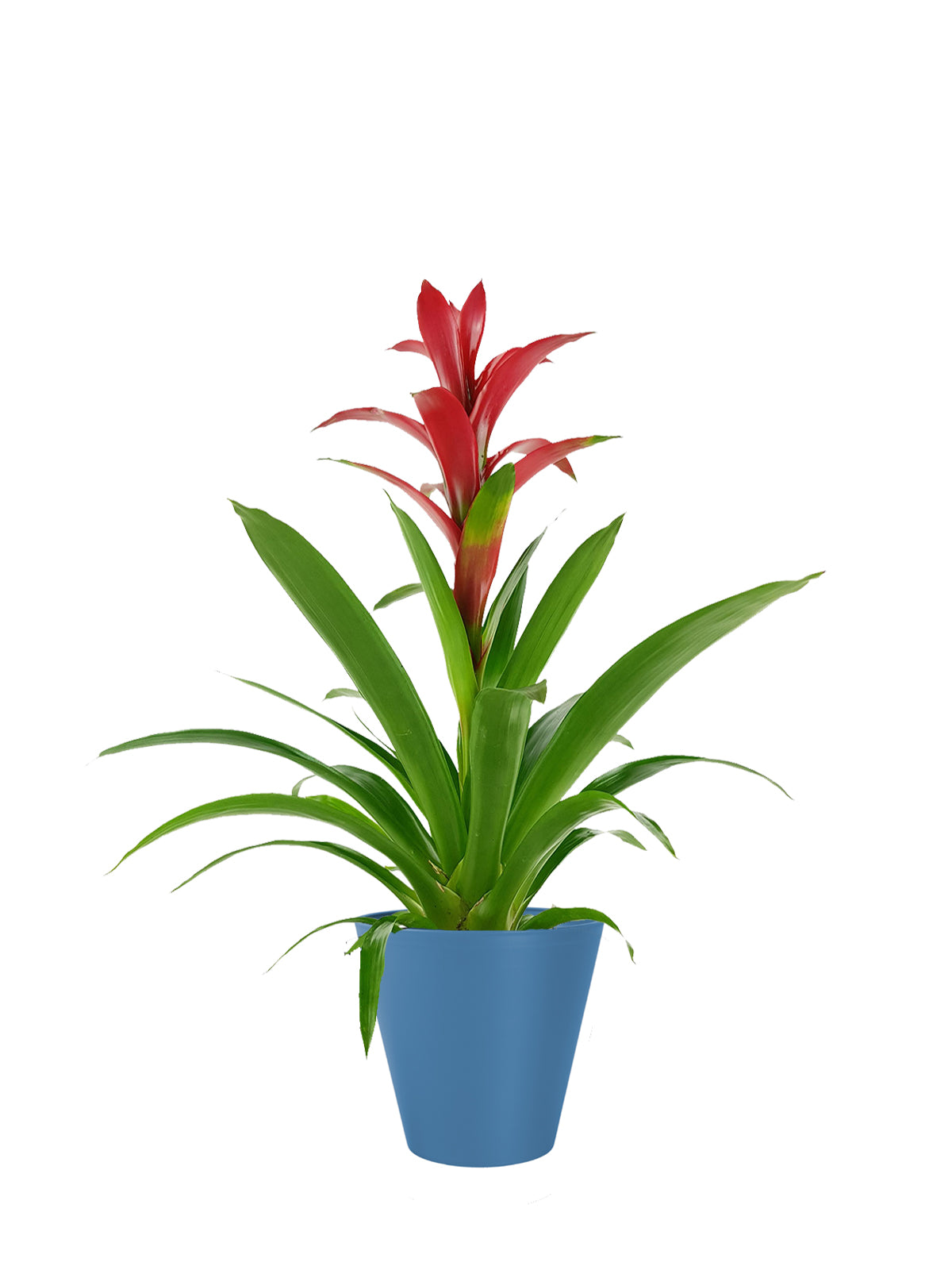 Guzmania grande