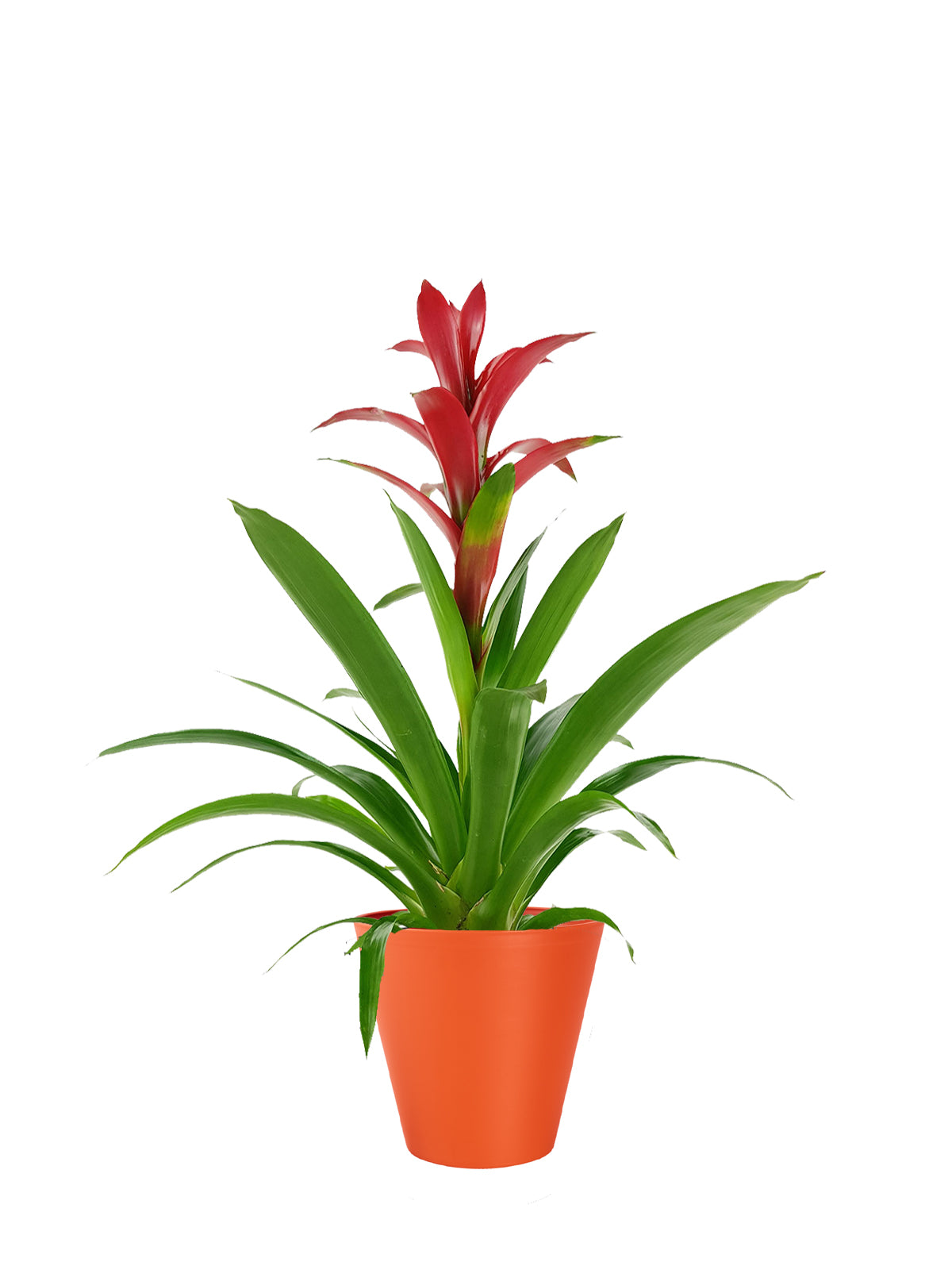 Guzmania grande