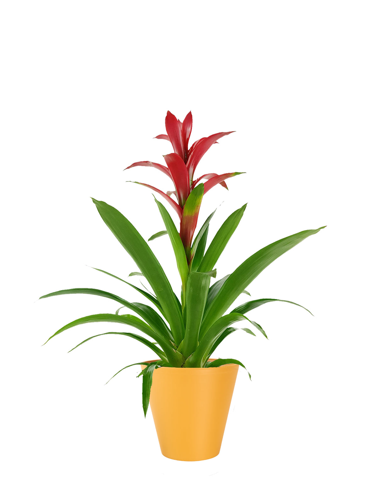 Guzmania grande