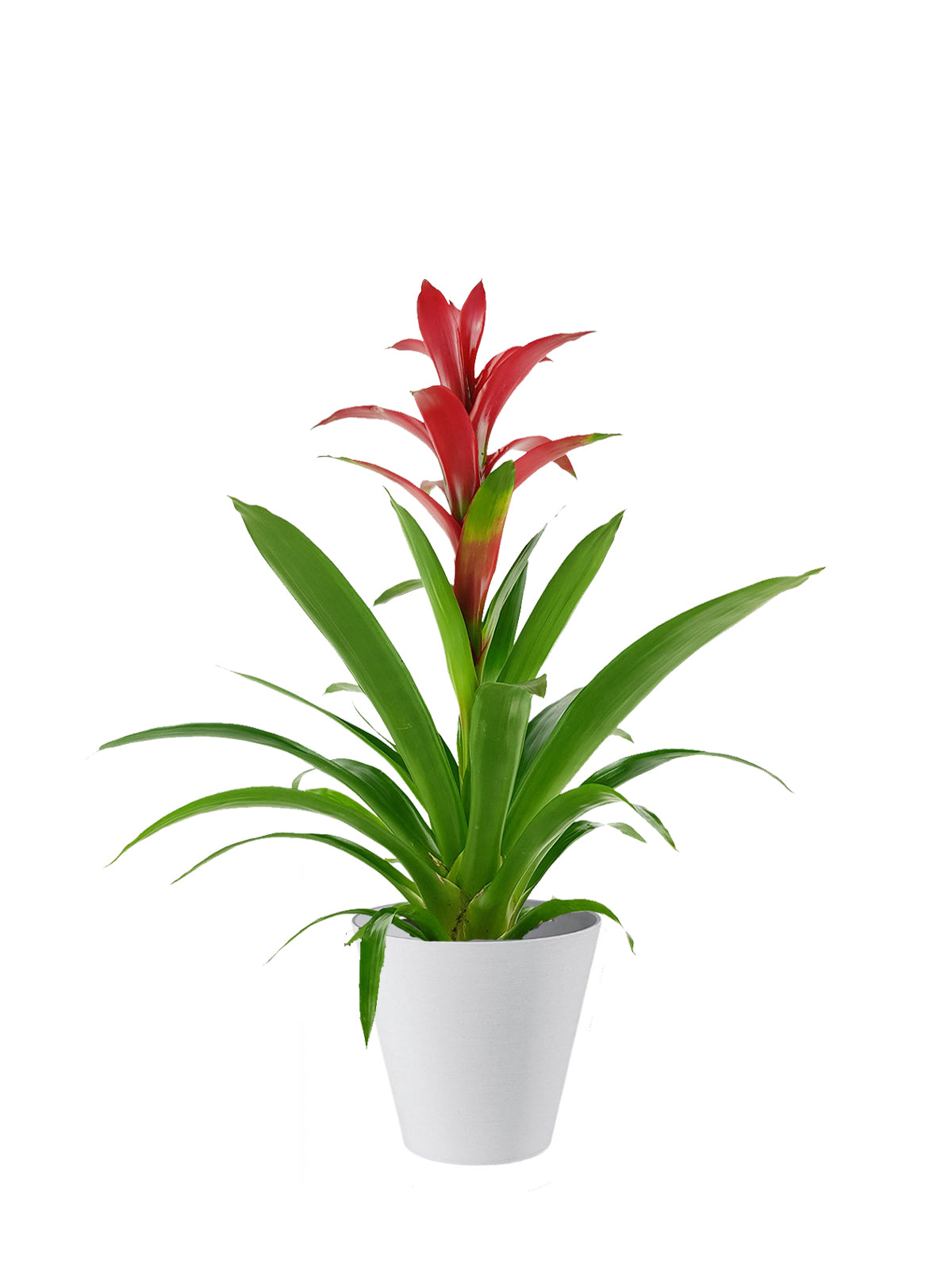 Guzmania grande