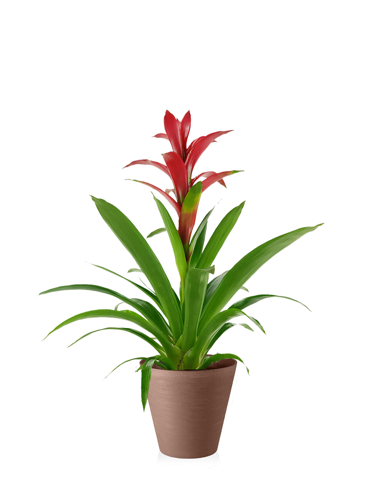 Guzmania grande