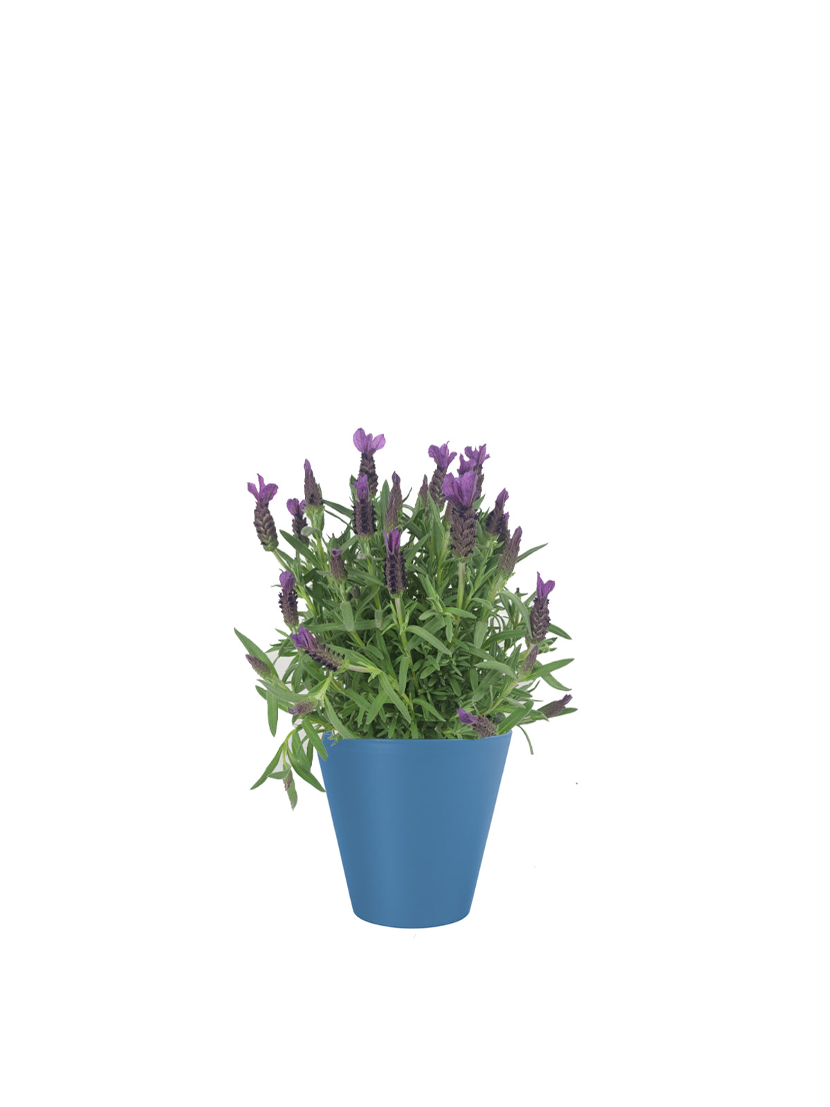 Lavanda