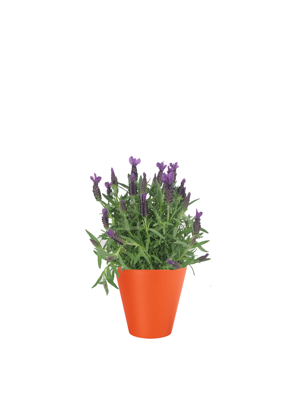 Lavanda