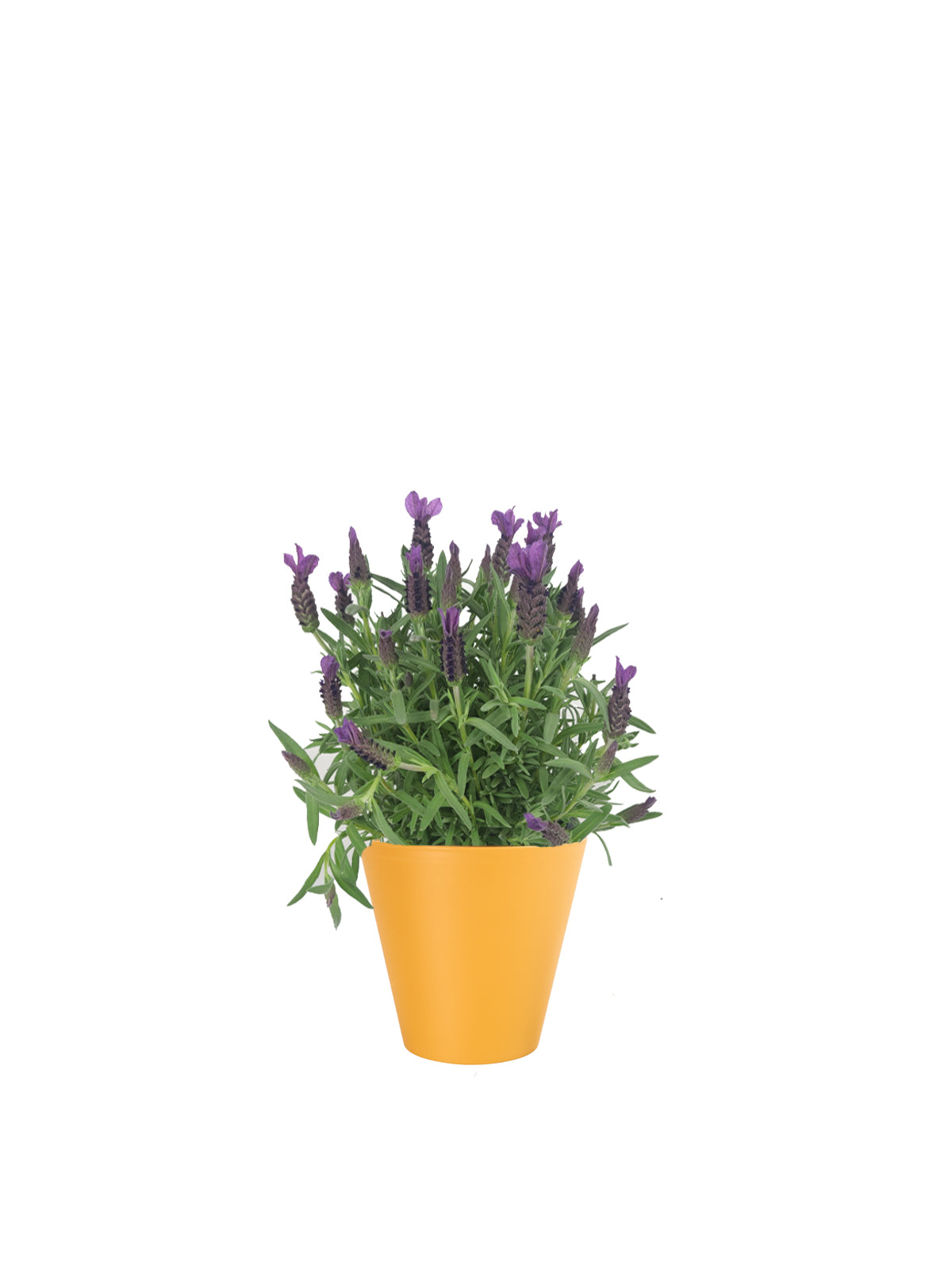 Lavanda