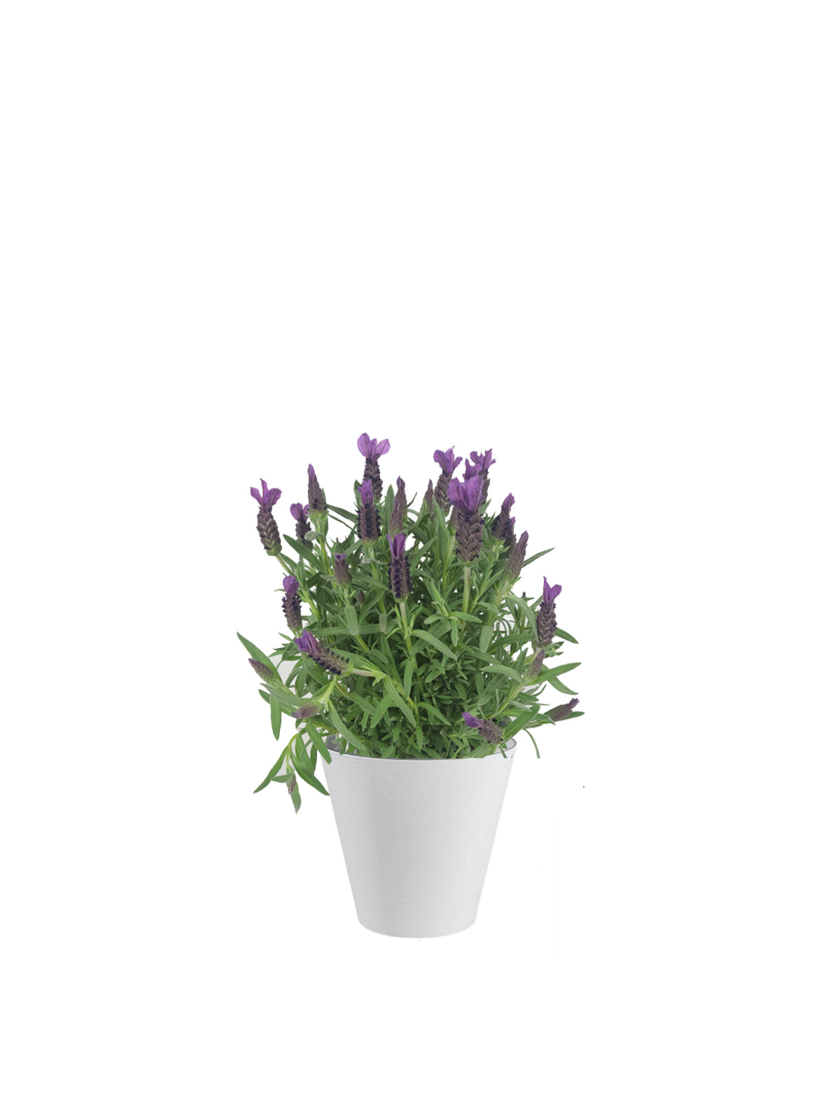 Lavanda