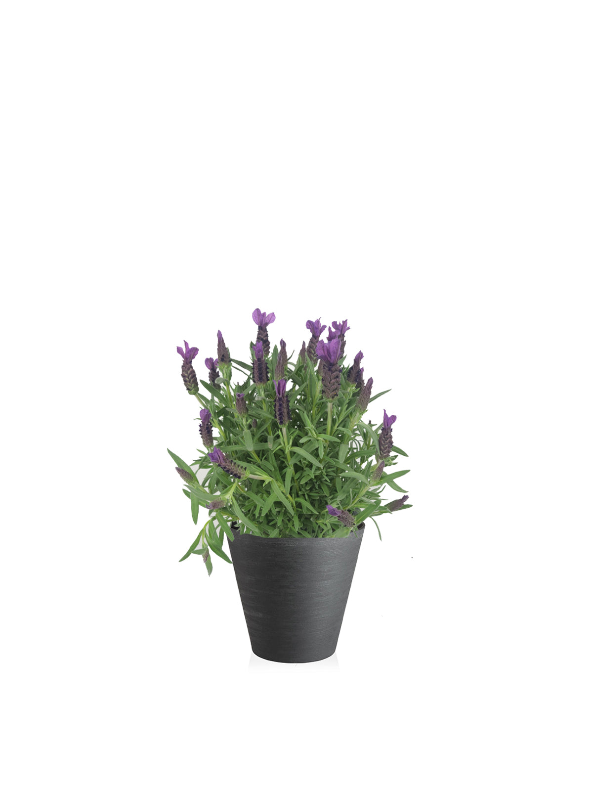 Lavanda