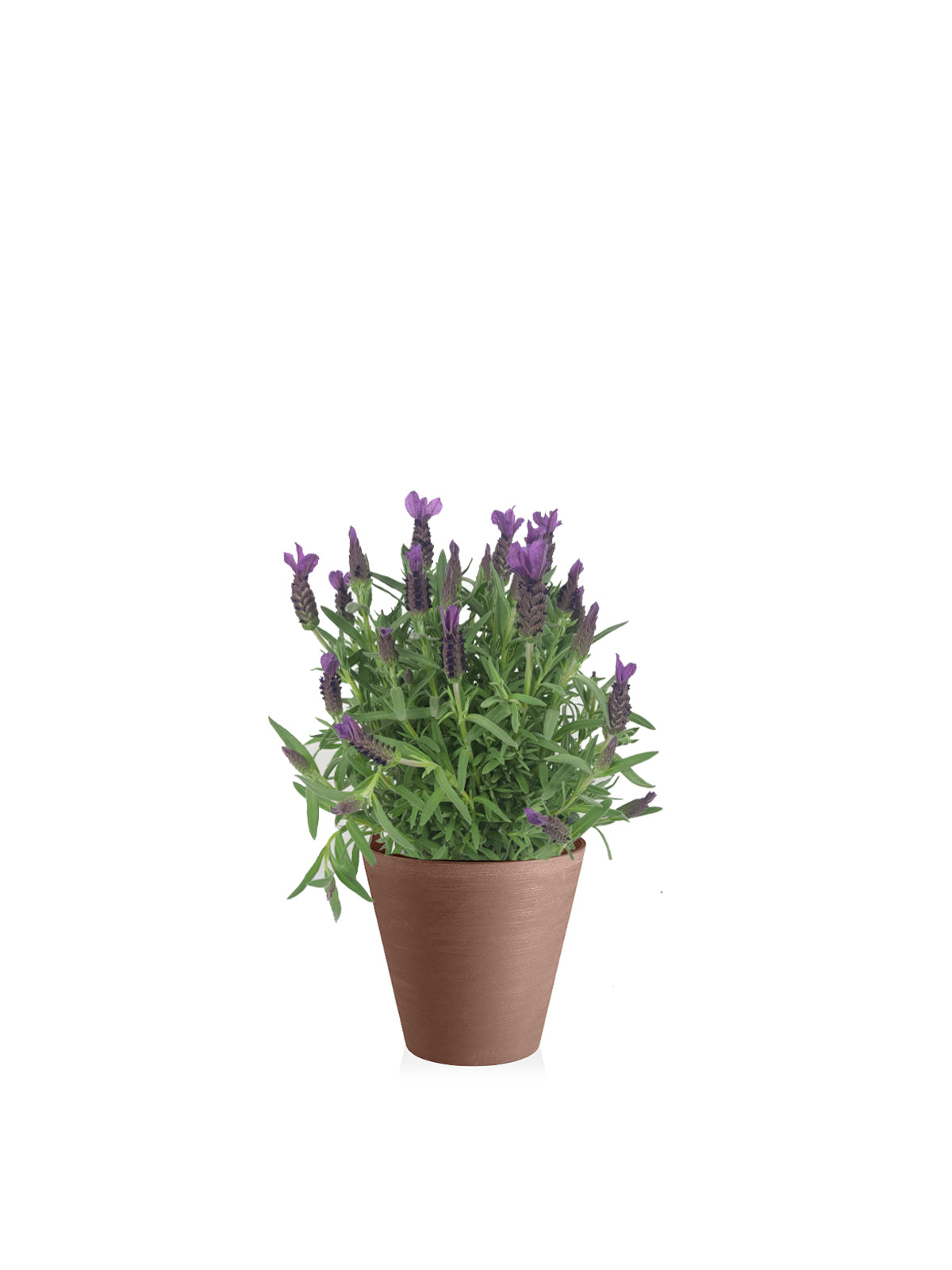 Lavanda