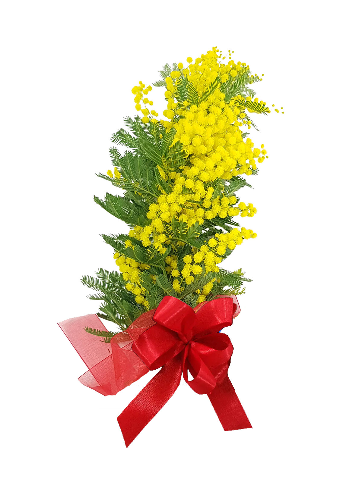 Mimosa