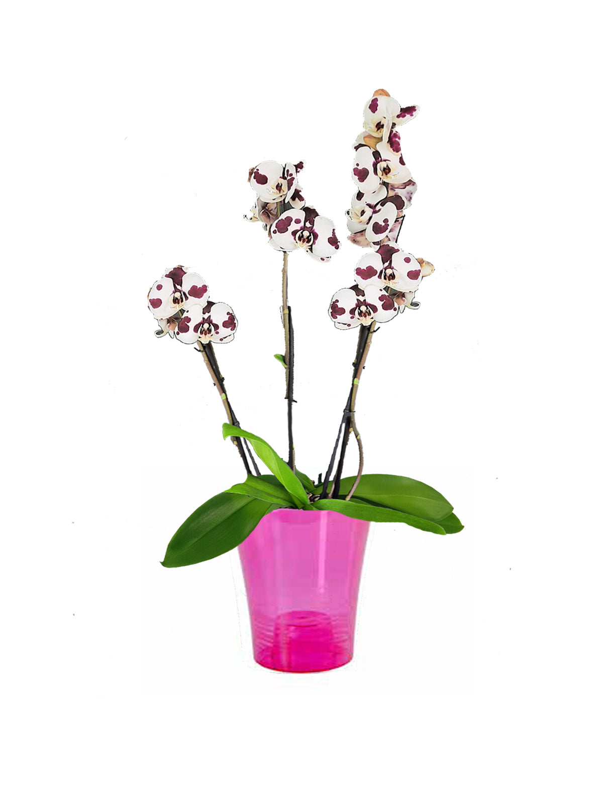 Orchidea Phalaenopsis maculata