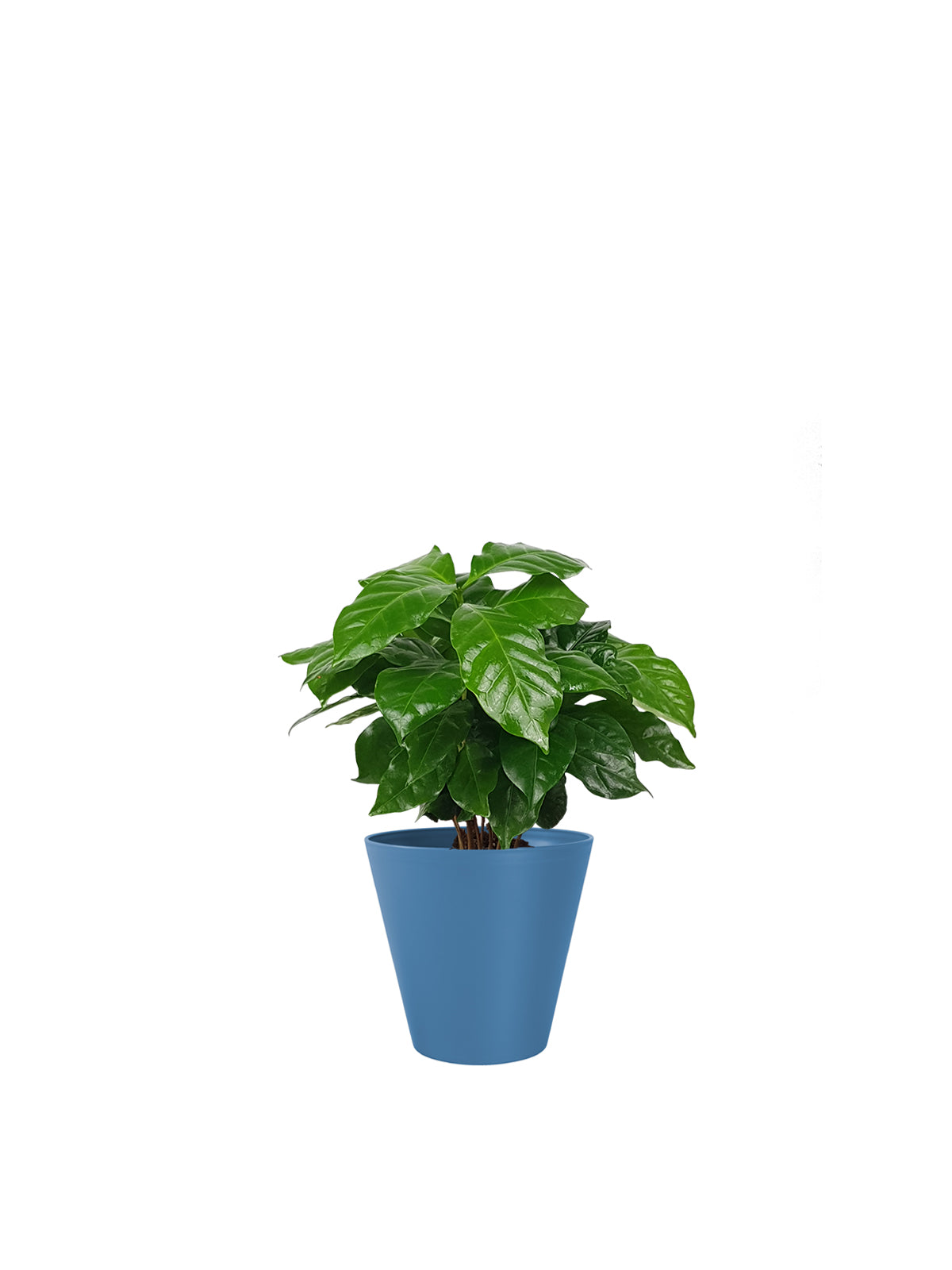 Pianta del Caffè