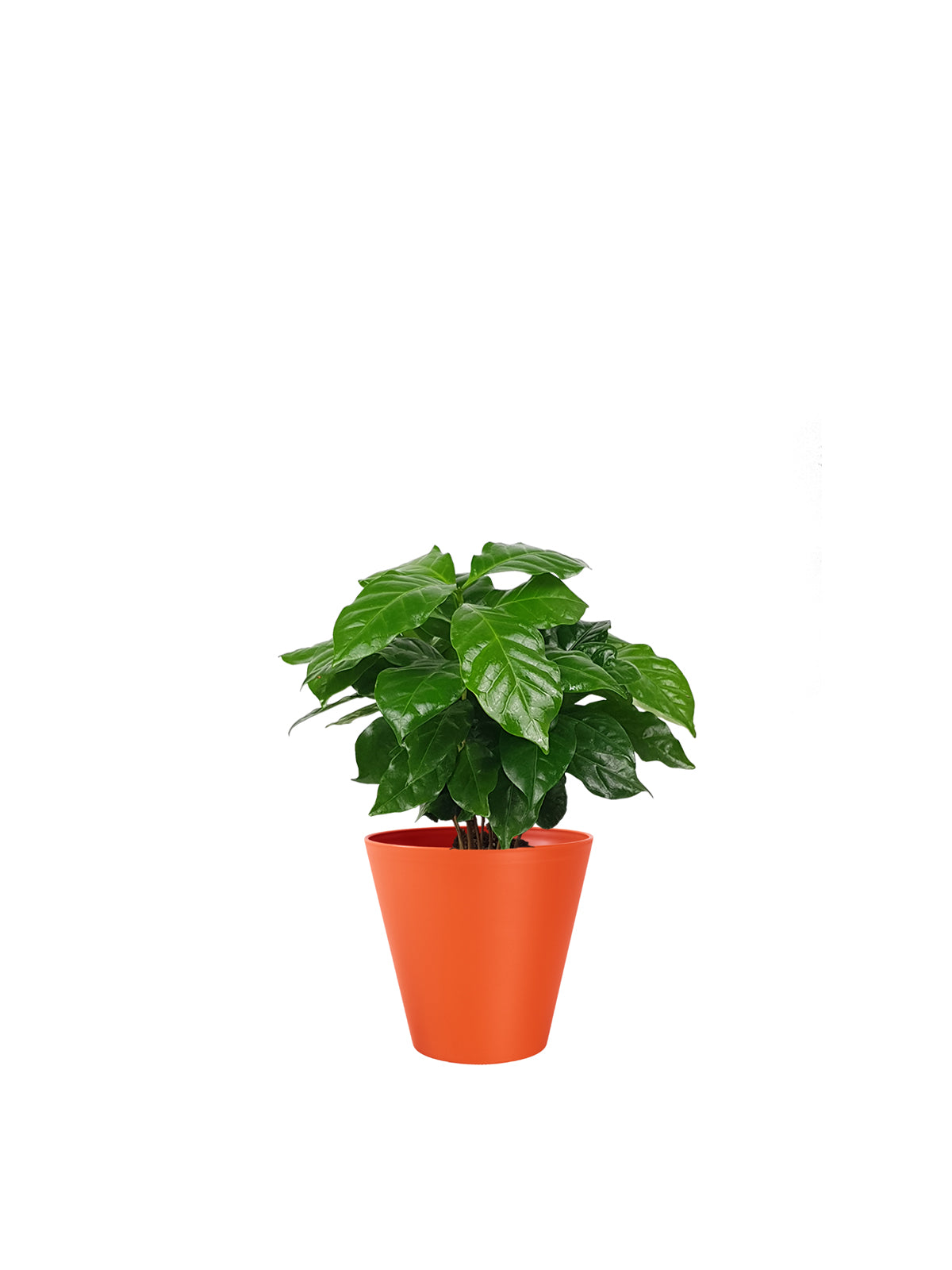 Pianta del Caffè
