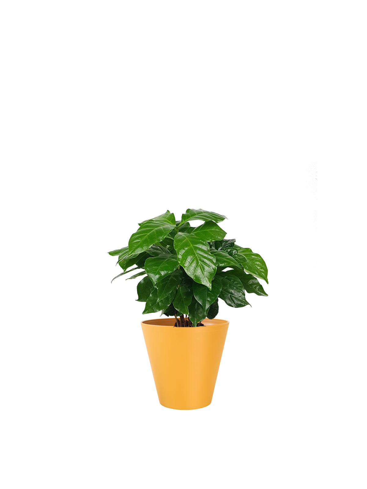 Pianta del Caffè