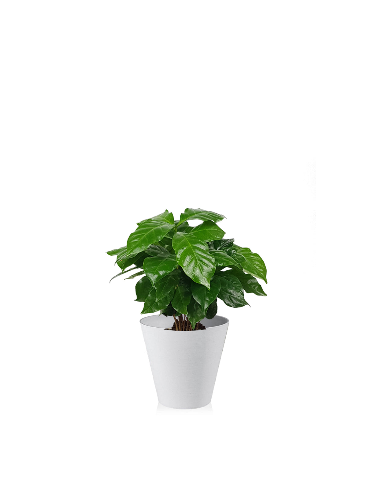 Pianta del Caffè