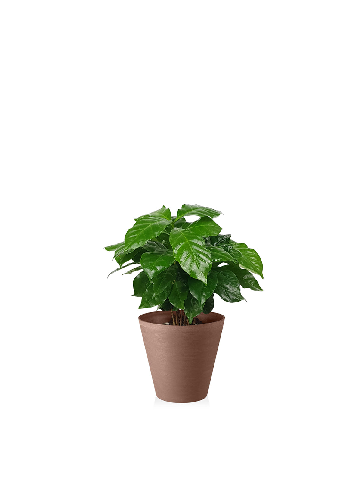 Pianta del Caffè
