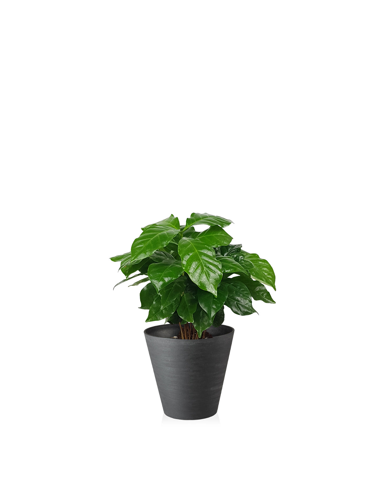 Pianta del Caffè