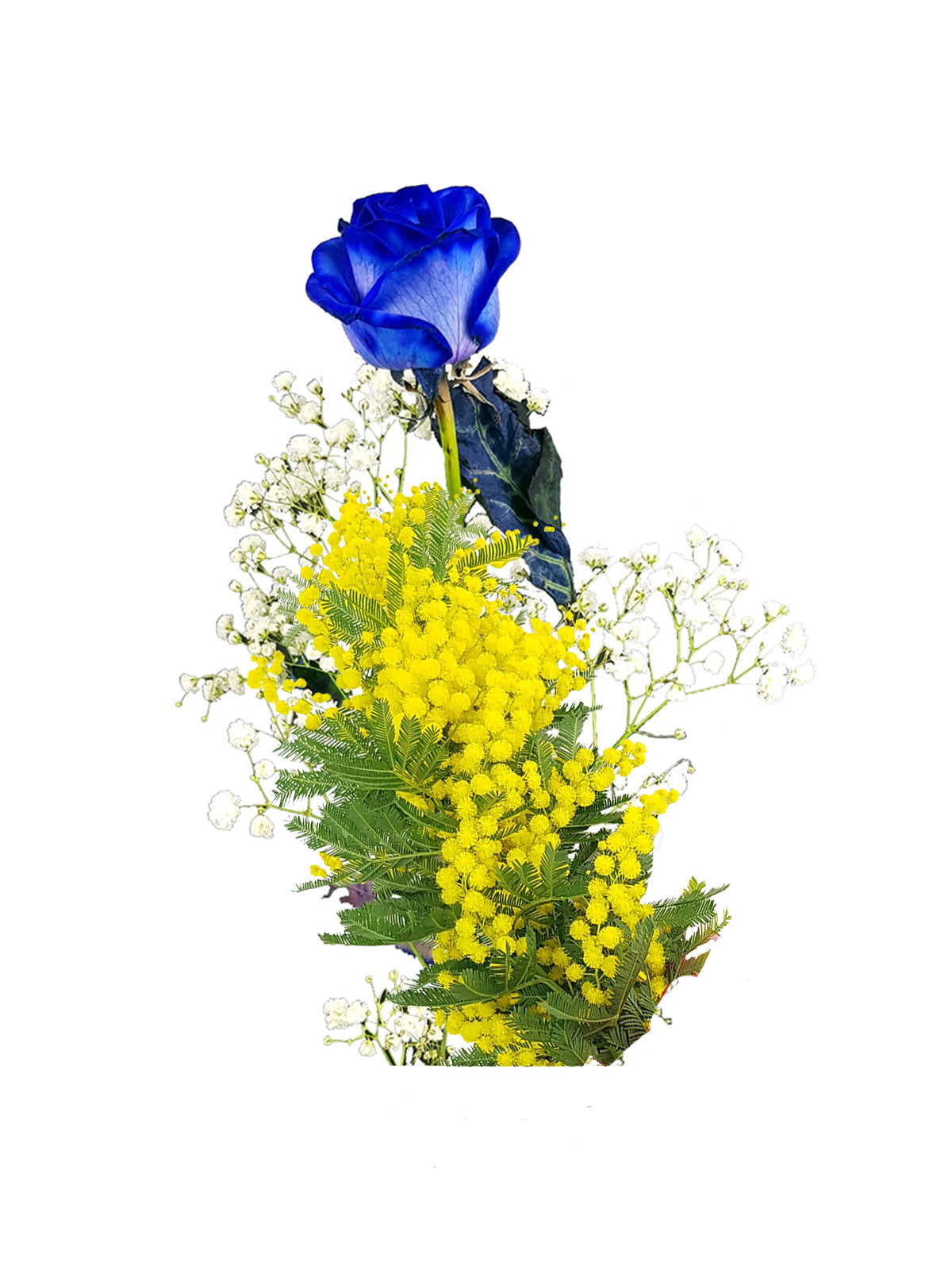 Rosa Blu con Mimosa
