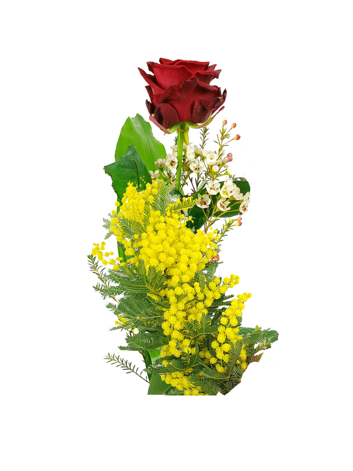 Rosa Rossa con Mimosa