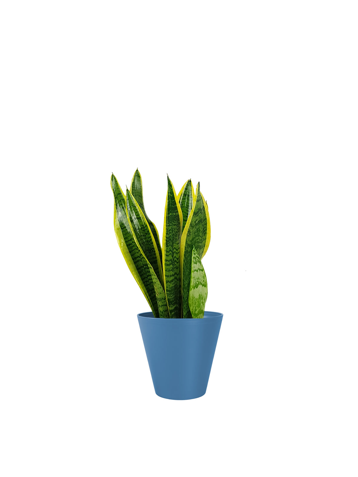 Sansevieria