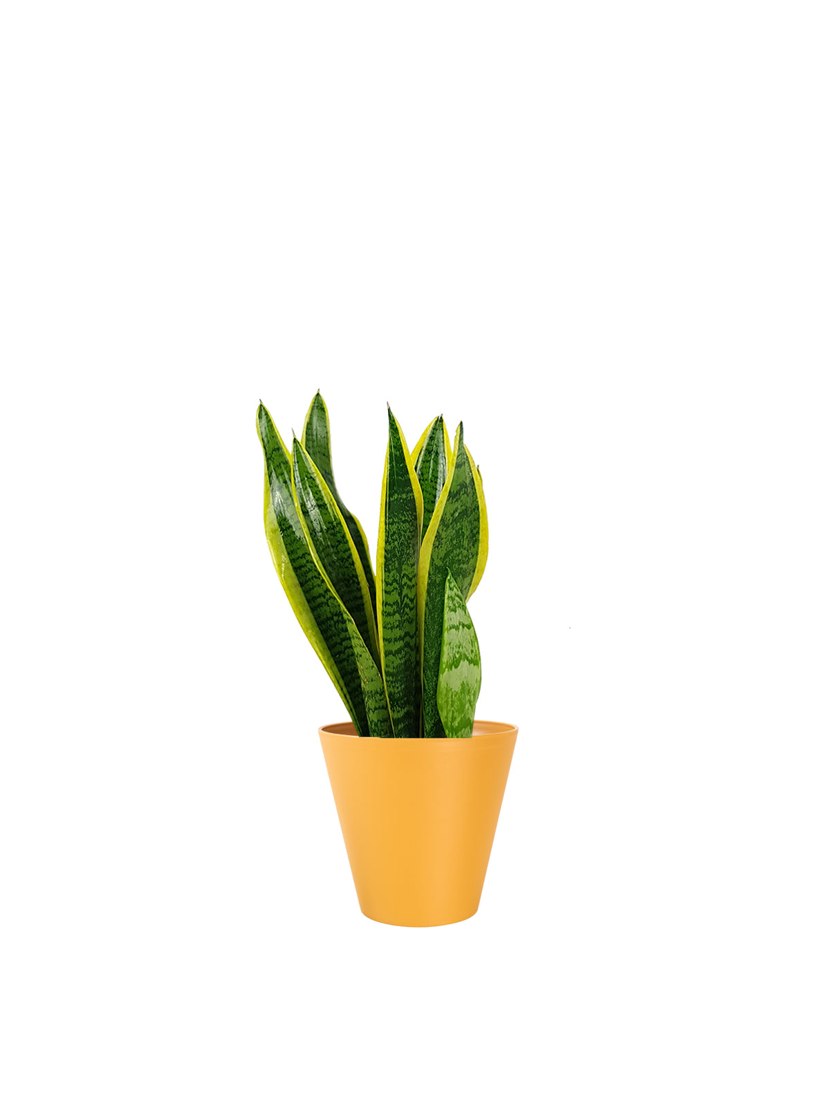 Sansevieria