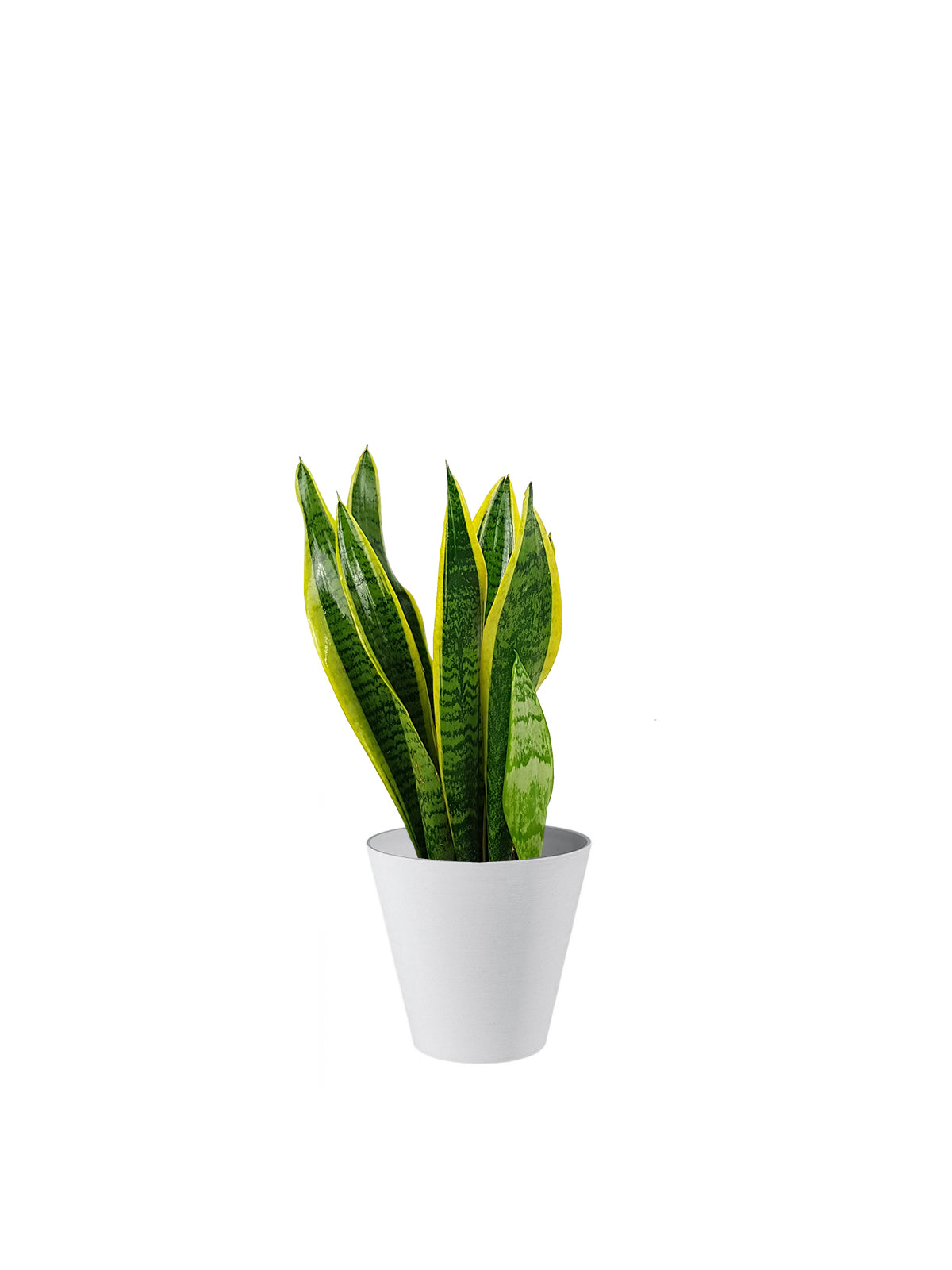 Sansevieria