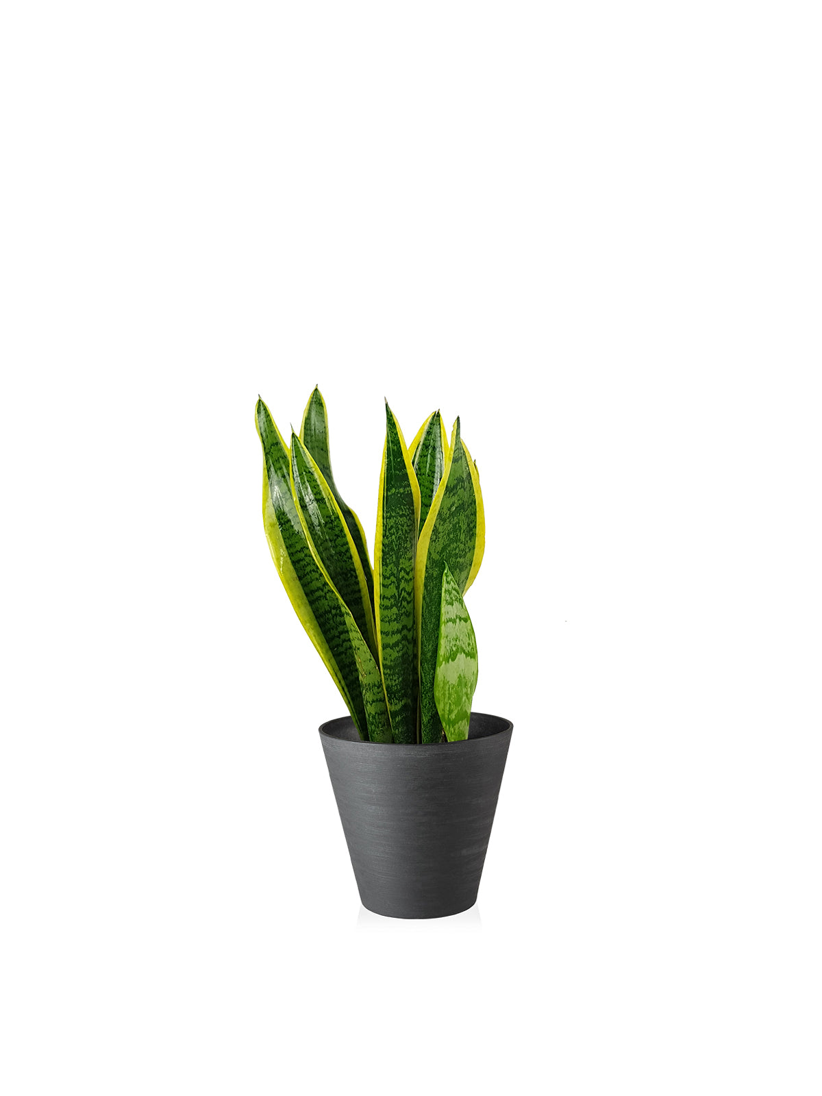 Sansevieria
