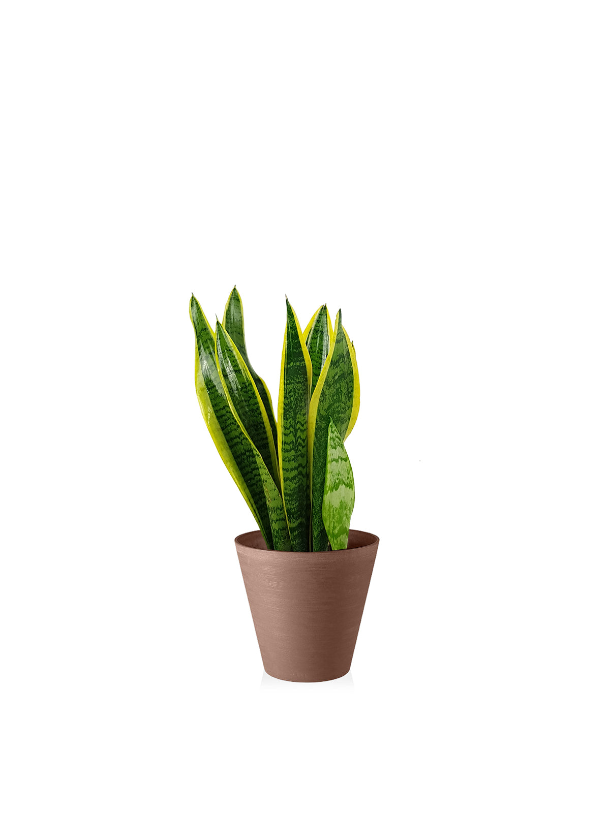 Sansevieria