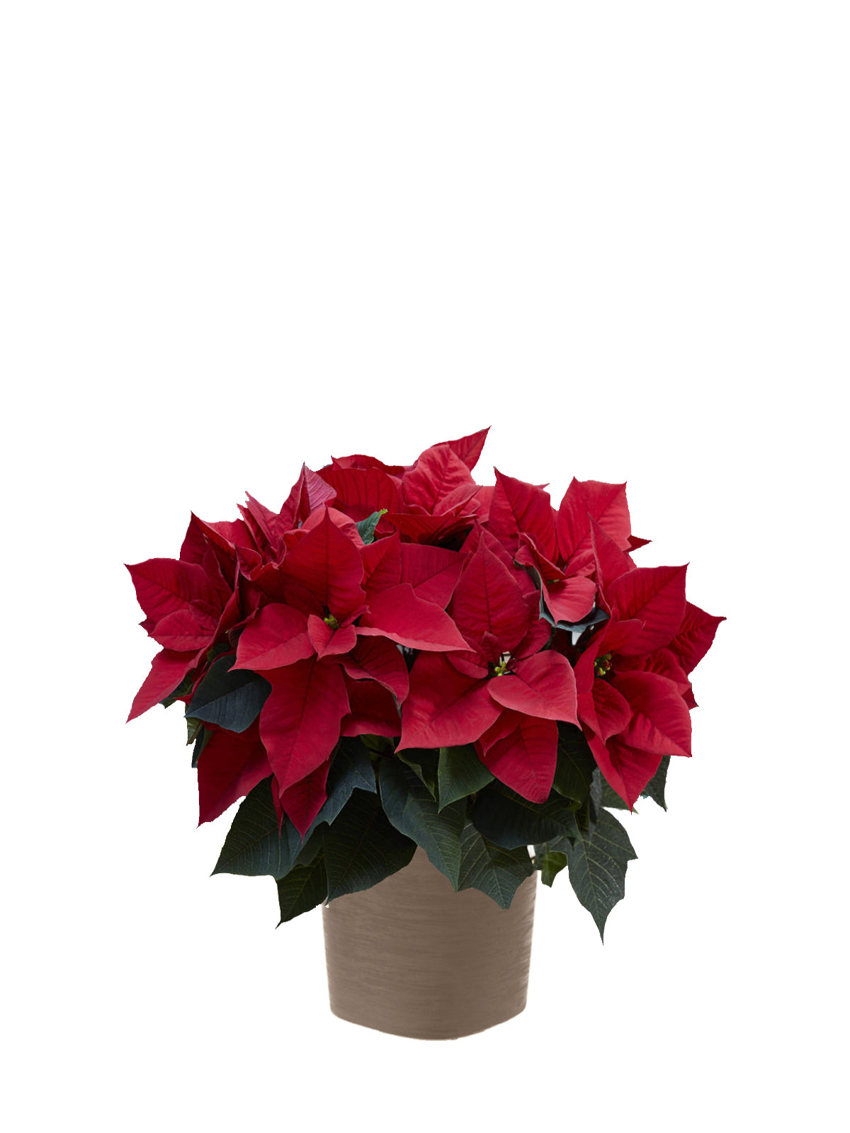 Stella di Natale grande