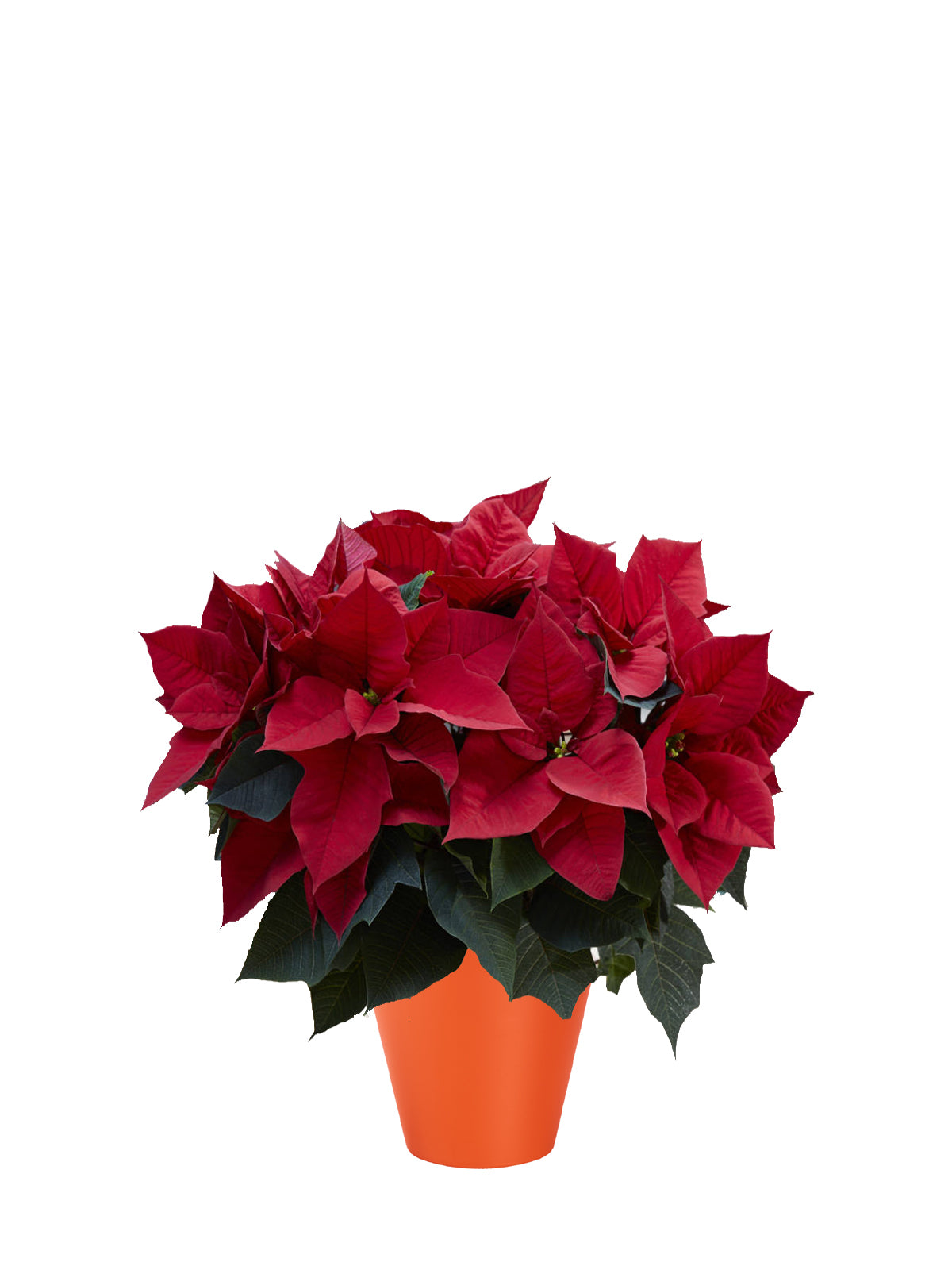 Stella di Natale grande