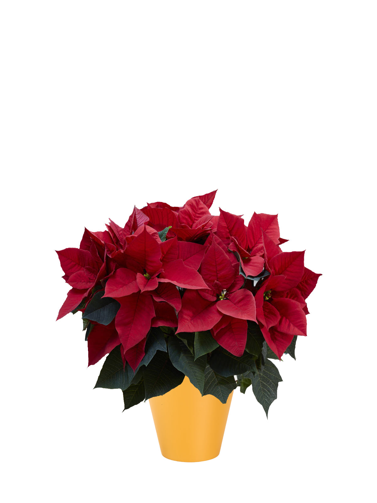 Stella di Natale grande