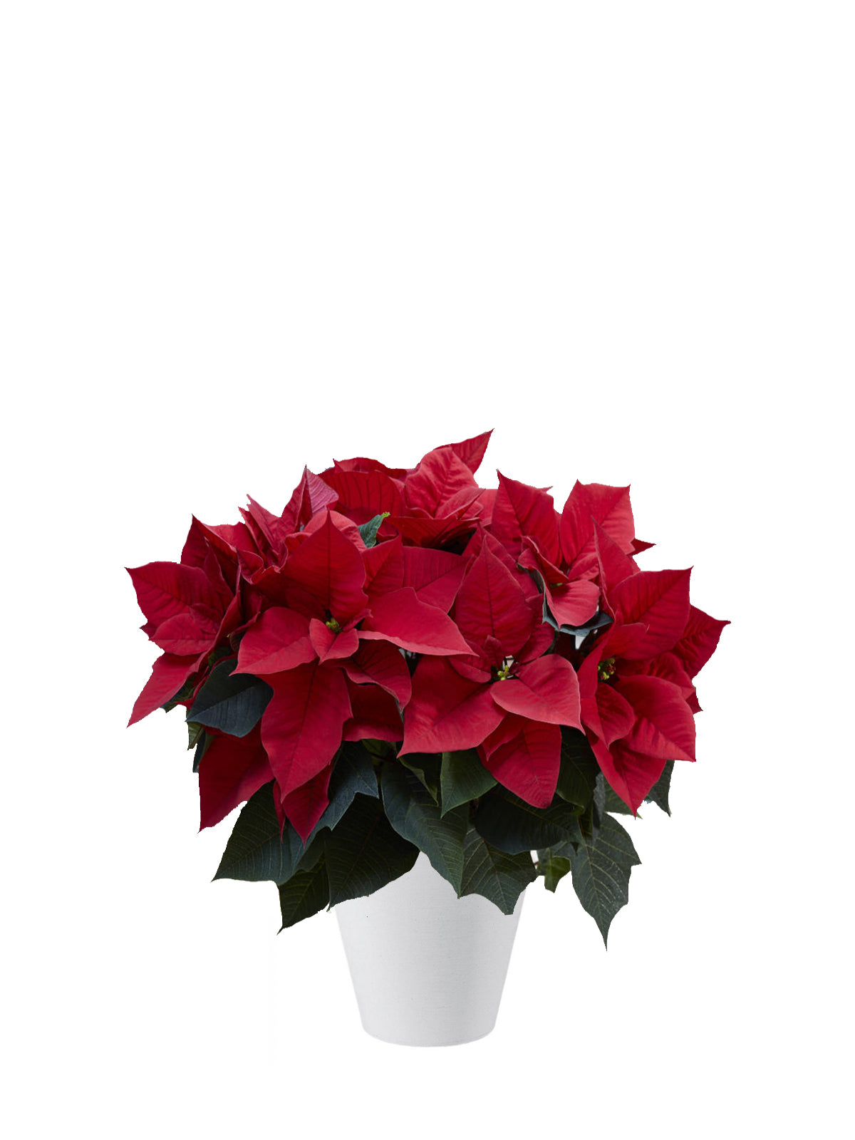 Stella di Natale grande