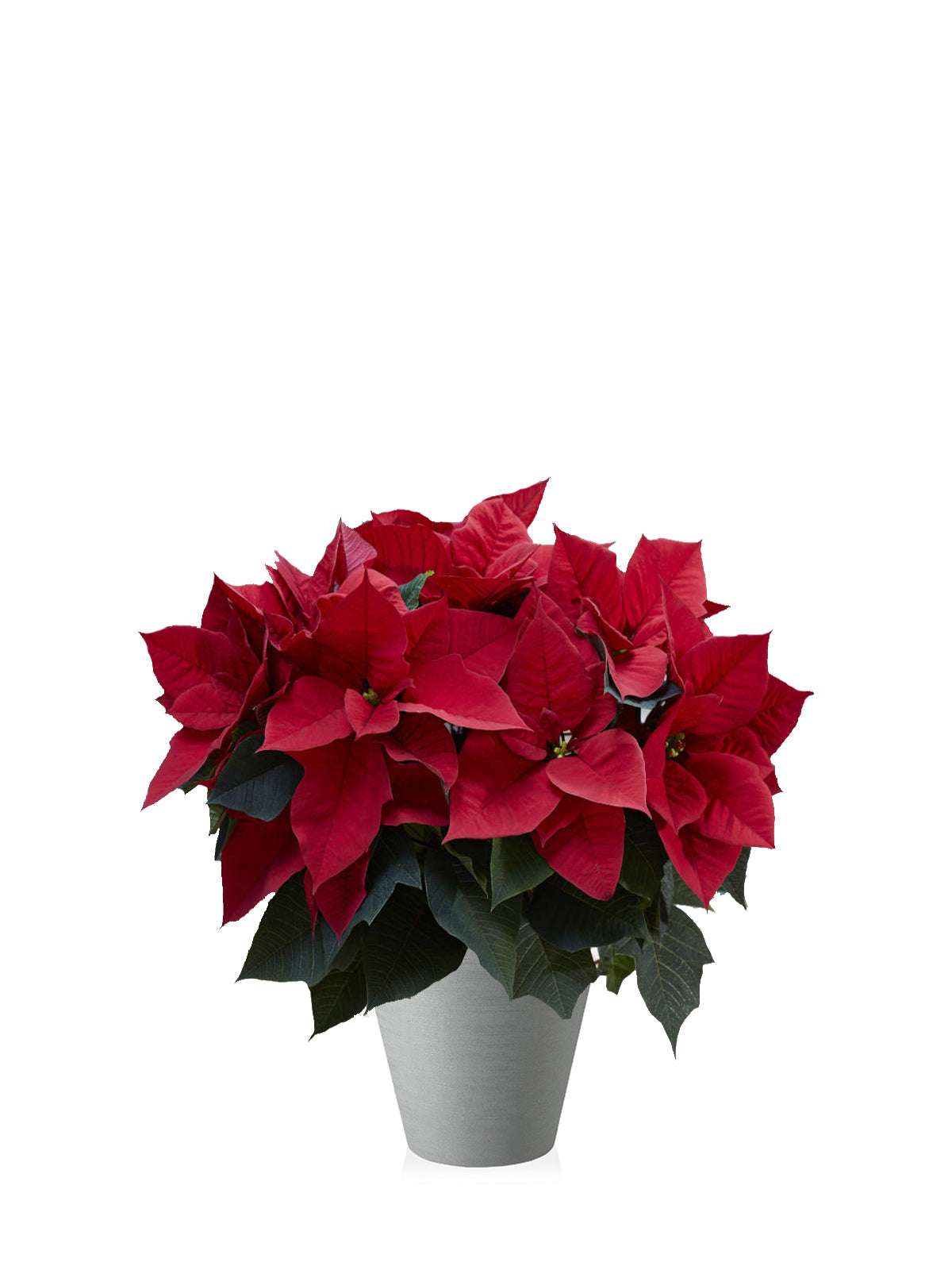 Stella di Natale grande