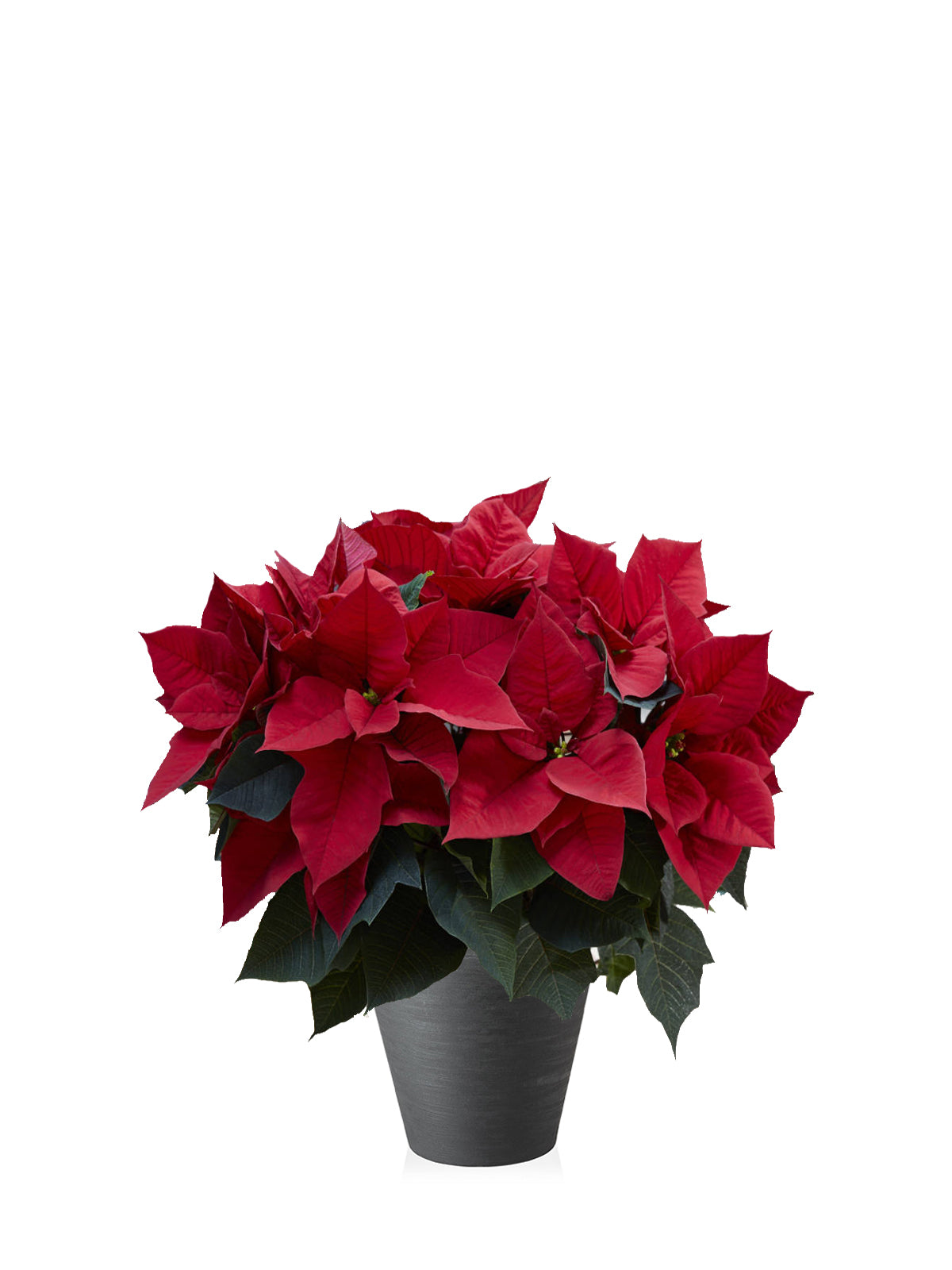 Stella di Natale grande