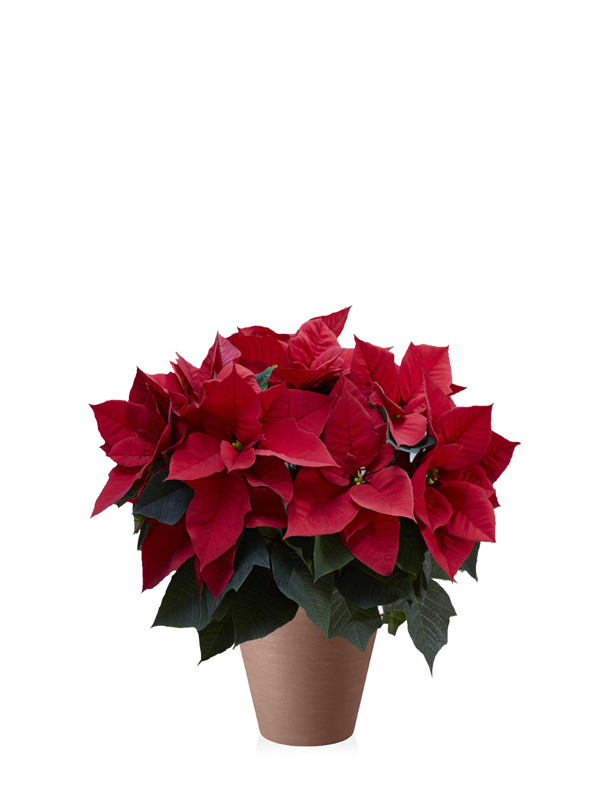 Stella di Natale grande