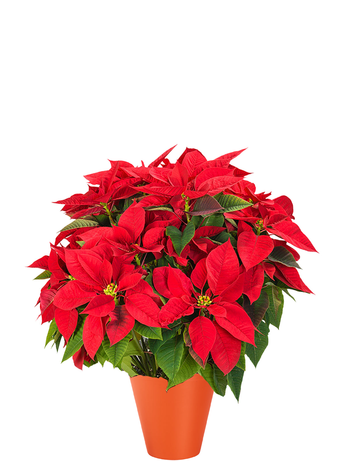 Stella di Natale extra