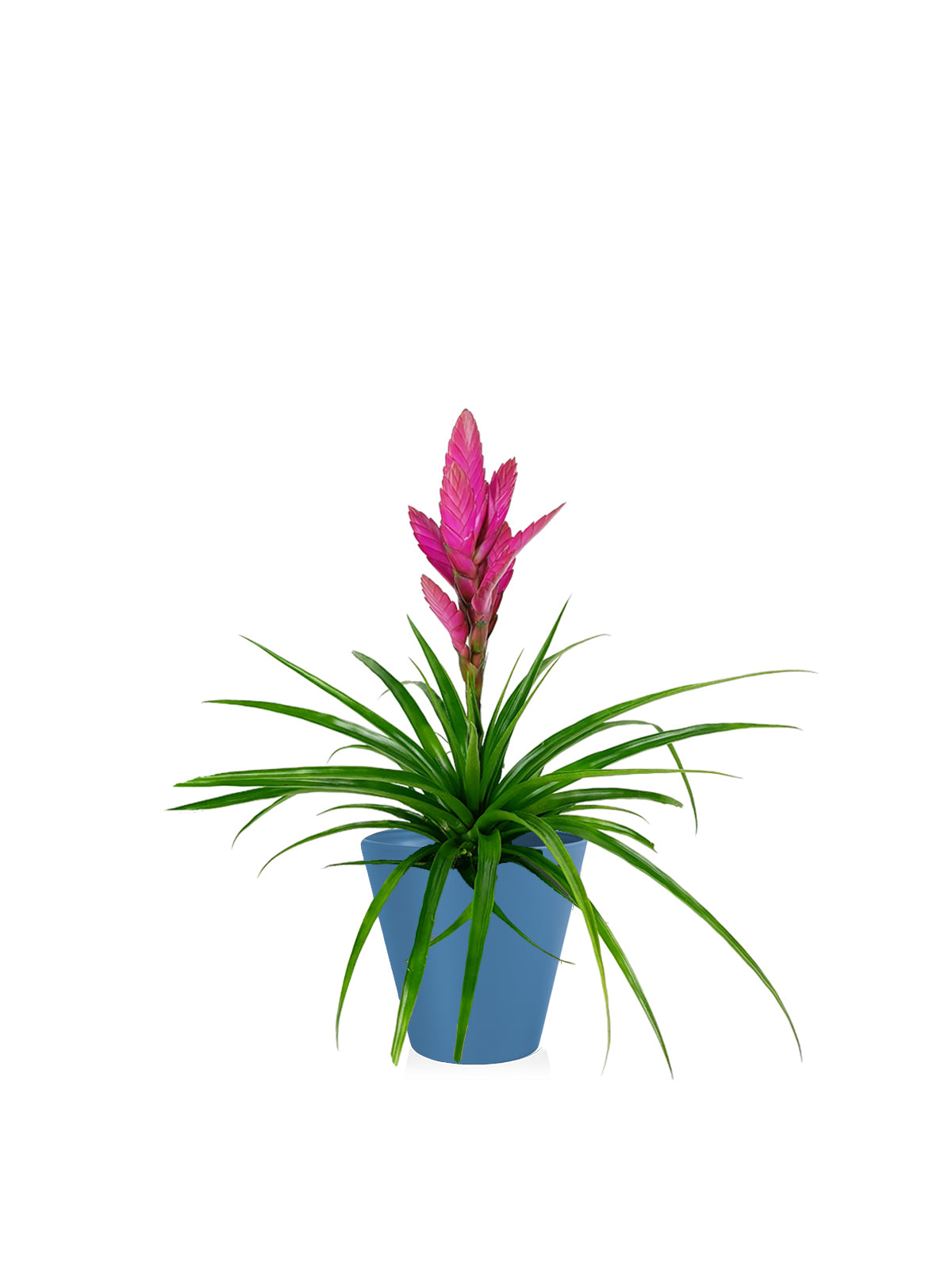 Tillanzia
