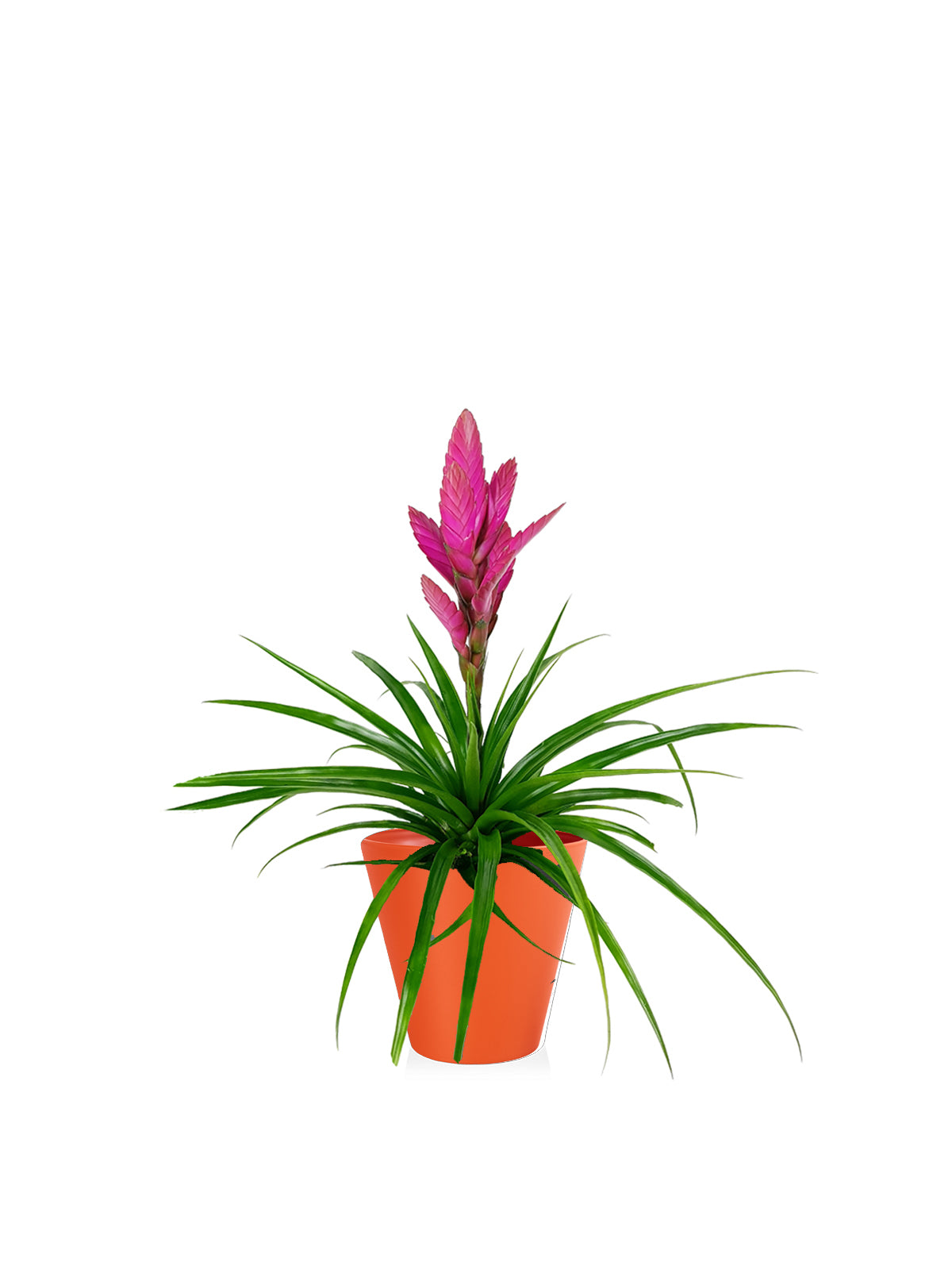 Tillanzia