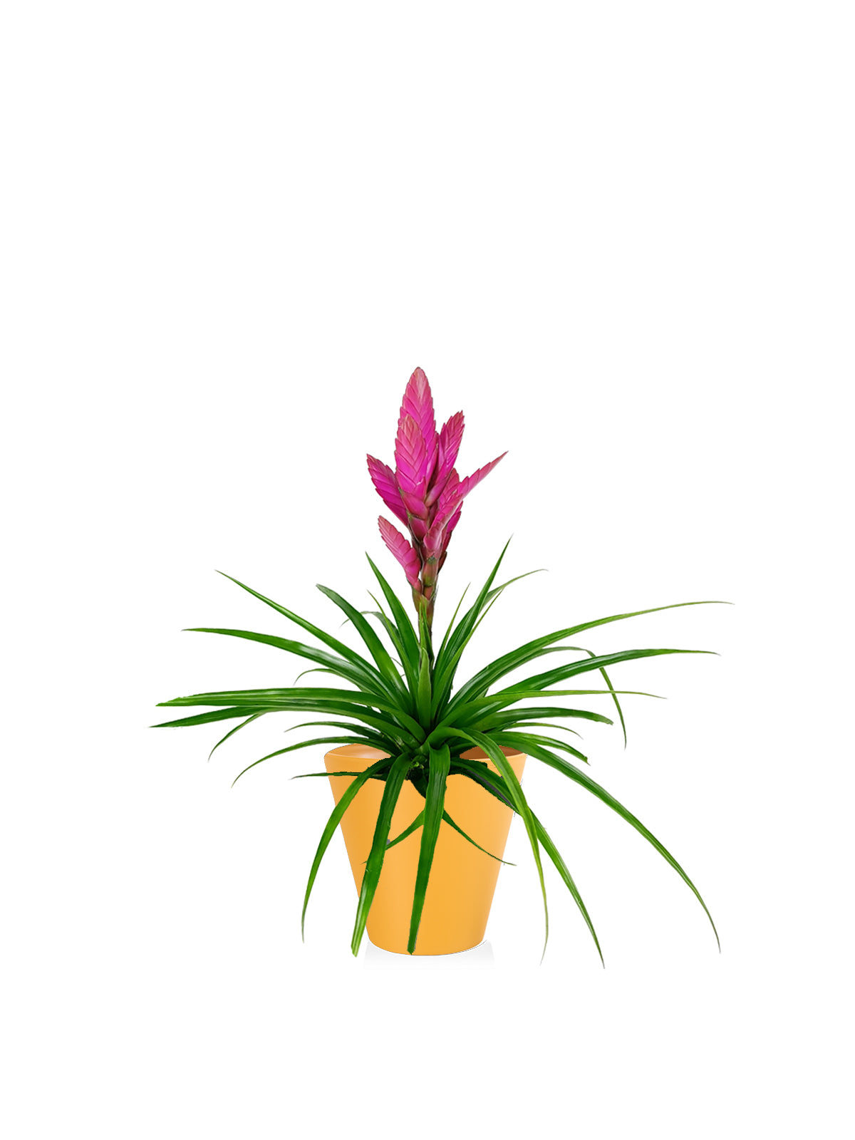 Tillanzia